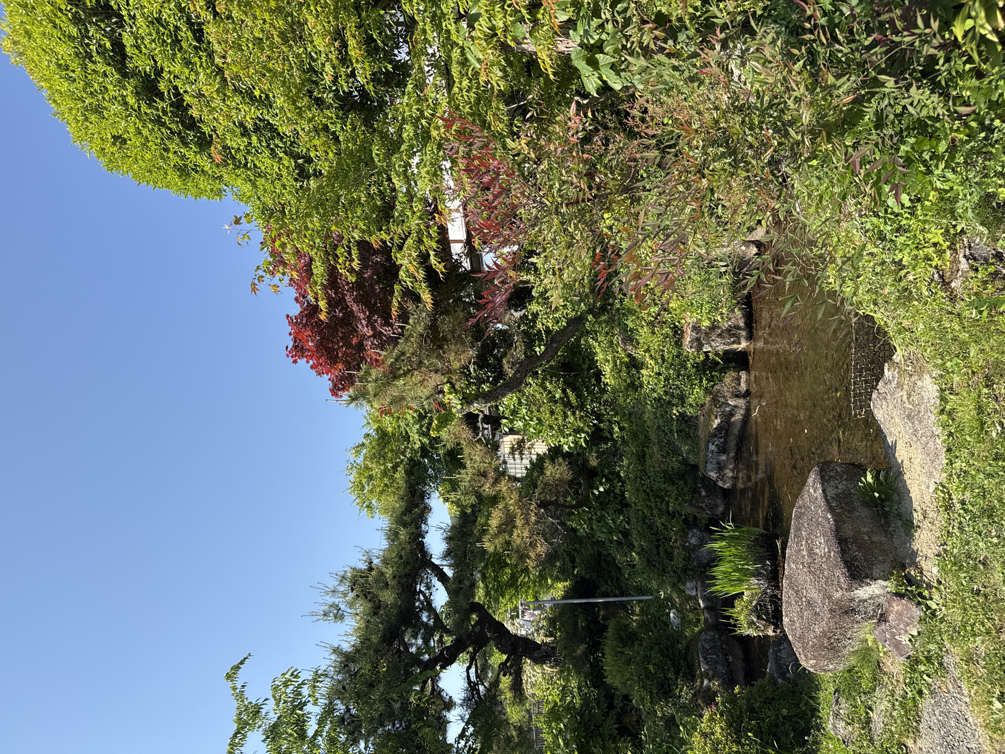 The image shows a lush, green landscape, possibly a garden or park, in Nakatsugawa, Japan. The foreground is filled with a variety of plants, trees, and shrubs in different shades of green, with touches of red foliage. A small body of water, likely a pond or stream, is visible with rocks along its bank. A large rock sits prominently near the water's edge. The sky is clear and blue, visible through the tree canopy. The image is taken at a low angle.
