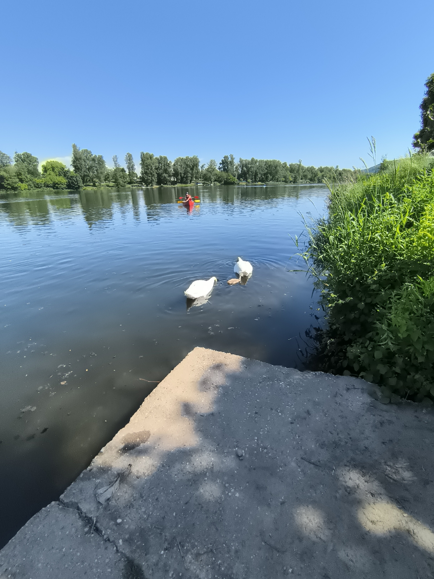 The image captures a tranquil river scene in Chézenas, France. Two white swans are swimming in the dark water near a concrete bank. Further upstream, a person in a bright orange kayak is visible, paddling across the water's surface. The river is bordered by lush green vegetation on both sides, with trees lining the distant bank under a clear blue sky. The foreground is dominated by the concrete bank.