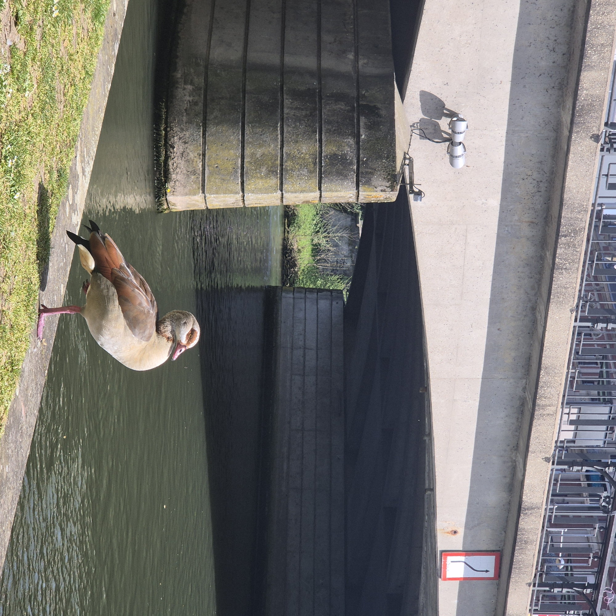 A daytime image shows an Egyptian goose standing on a concrete edge between a grassy area and a body of water. The water appears to be a canal, and a concrete bridge structure overshadows it. On the right side of the bridge, a building with railing and windows is visible, indicating an urban setting. The canal and bridge appear to be the Barrage Vauban in Strasbourg, France. A directional sign (white arrow on a red background) is visible on the bridge, suggesting navigation or traffic guidance.