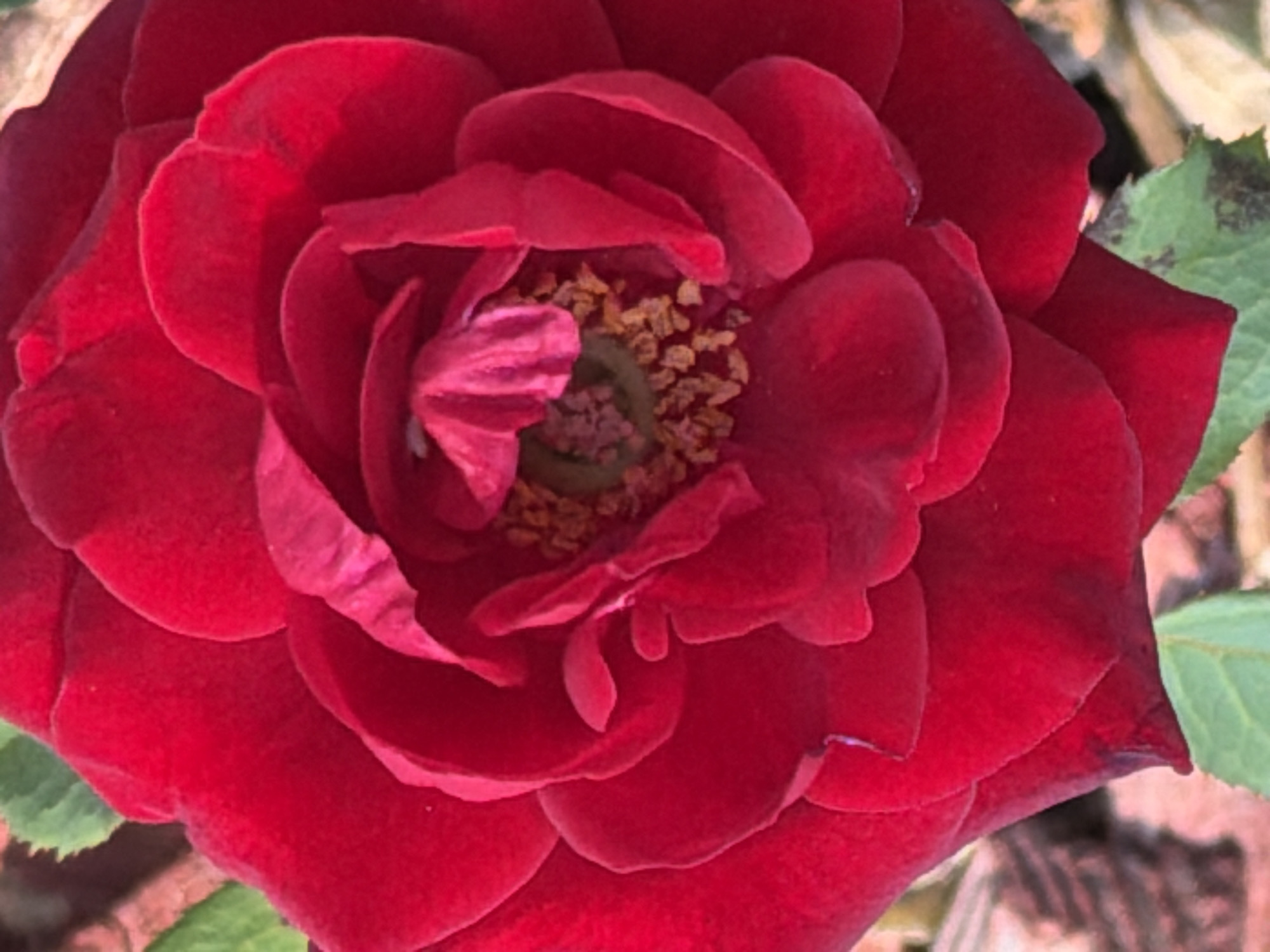 A close-up, high-angle shot focuses on a vibrant red rose in bloom. The rose's petals are densely packed and unfurled, revealing a central cluster of stamens with light brown pollen. The petals display variations in shade, with some areas appearing darker red or having subtle pinkish undertones. The background is softly blurred, with hints of green leaves and a muted, possibly earthy, texture. The image does not provide any specific geographical context or details that would allow for localization within Budva, Montenegro.