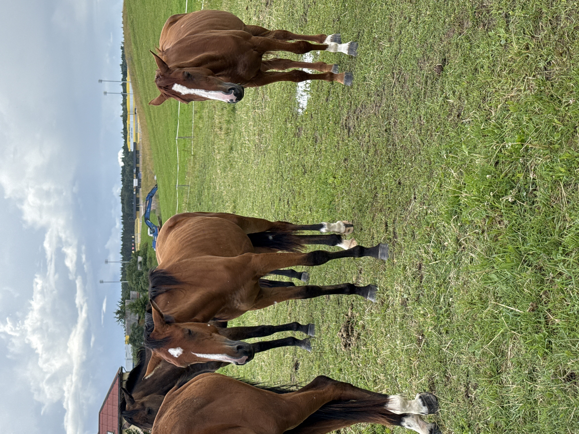 The image depicts a field in Galinė, Lithuania, populated by four horses. The horses, varying in shade of brown, are positioned in a grassy area with a cloudy sky overhead. One horse in the foreground is primarily brown with a white marking on its face and white socks on its legs. Another brown horse is in the mid-ground, also with a white face marking and white socks. To the left, the hindquarters of a brown horse are visible, showing white socks. In the background, another brown horse stands partially obscured. The field contains patches of wet ground and a few scattered piles of what appears to be manure. In the distance, buildings, trees, and what looks like stadium lighting and a yellow structure are visible, suggesting the field is located near an urban or recreational area.