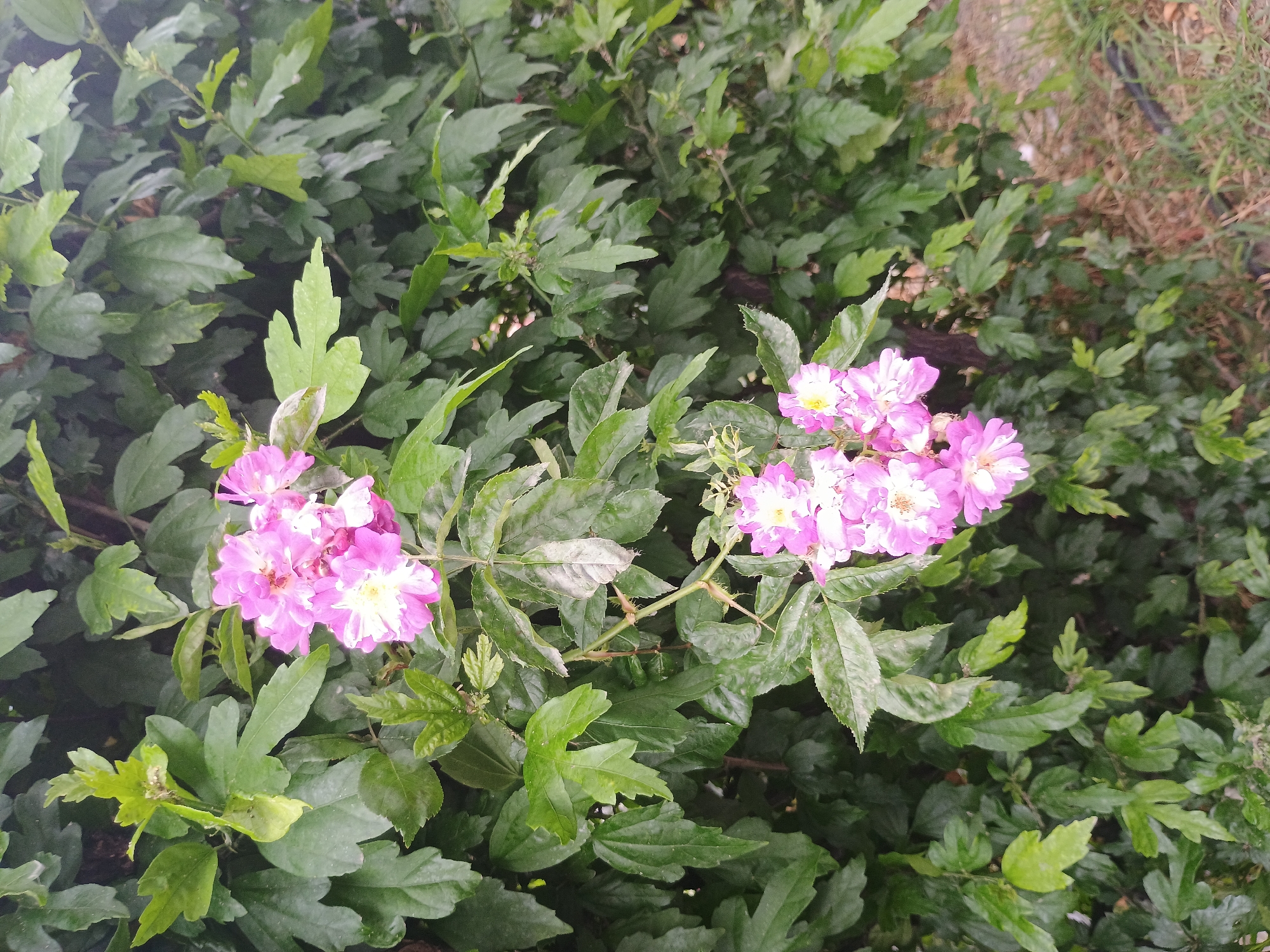 The image captures a close-up view of flowering shrubs or bushes. Two clusters of pink and white blossoms are centrally positioned, surrounded by dense green foliage. The leaves are varied in shape, some with lobed edges. The location is Unknown, Unknown. The focus is on the botanical elements, and there are no discernible human activities or structures in the scene.