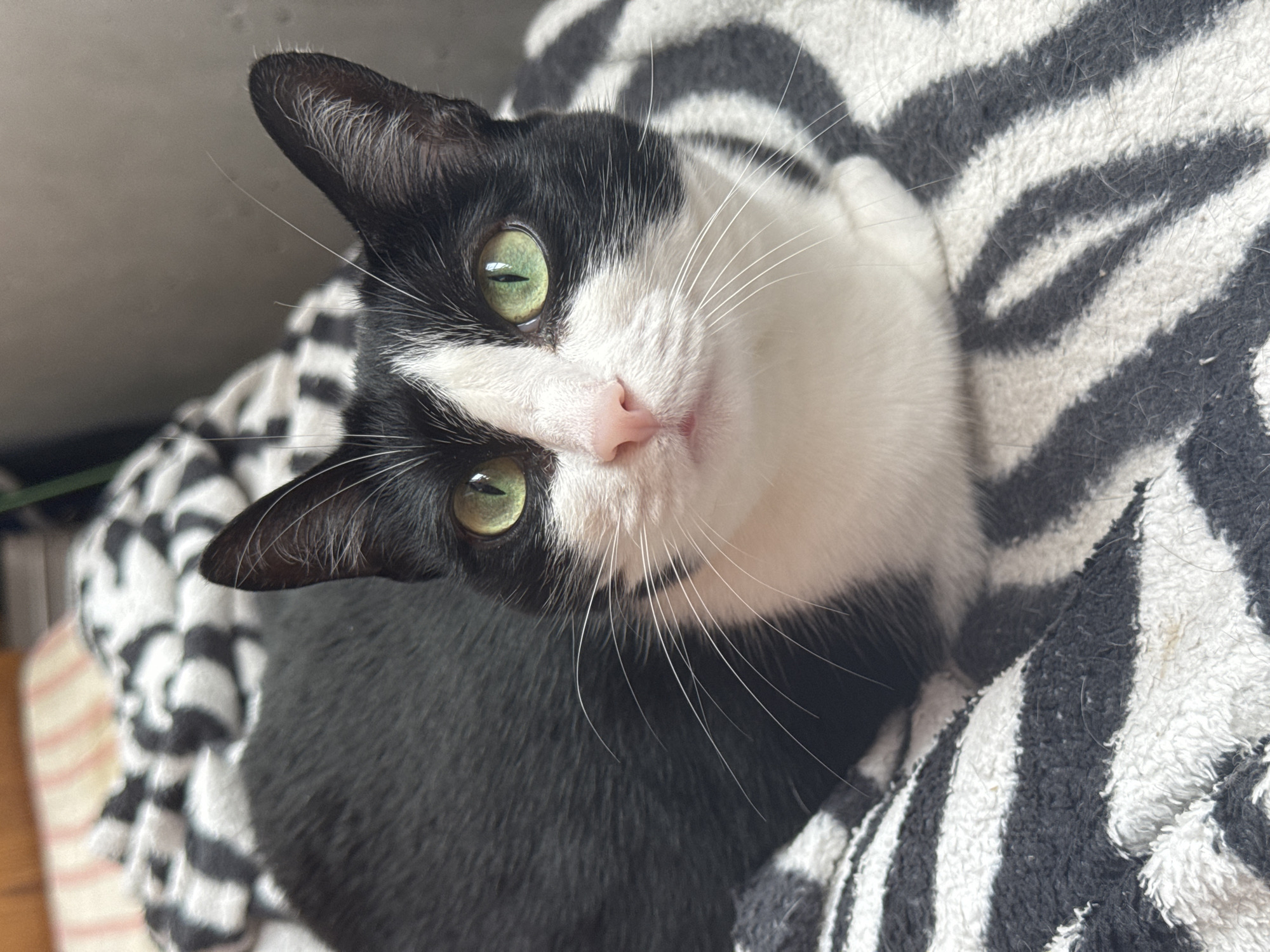 A black and white cat with green eyes is lying on a black and white striped blanket. The cat's head is turned towards the camera and its gaze is directed slightly to the left. The cat's fur is short and appears well-groomed. The blanket is made of a soft material and has a distinct zebra-like pattern. The background is blurred, but it appears to be an indoor setting with some soft lighting. There is no indication of the cat's location in Chaikovsky, Russia.