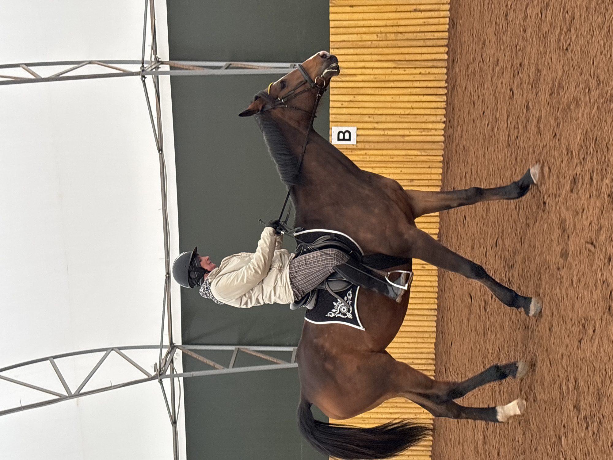 The image, taken in Русский Вожой, Russia, captures a dynamic moment of a rider on a brown horse within an indoor equestrian arena. The image is oriented vertically, with the ground on the right and the roof/walls on the left, but describes a horizontal scene.
The central subjects are a person and a horse. The rider wears a dark helmet, a light-colored jacket, plaid riding breeches, and black riding boots. She is seated in a black saddle with an ornate black and white saddle pad, holding the reins firmly. The horse is a dark brown bay with a black mane and tail. Its head is raised very high, almost vertical, with its mouth wide open, revealing its teeth, suggesting a strong reaction, a specific training movement, or a moment of excitement or resistance.
The setting is a purpose-built indoor riding facility. The ground is a light sandy brown. To the right of the horse (when viewing the image in standard landscape orientation), there is a distinctive light-colored wooden slatted wall. A white square arena marker with the black letter "B" is clearly visible on this wall. Above the horse and rider, metal truss structures and white ceiling panels indicate a spacious indoor environment, likely with a translucent roof allowing natural light to enter. The overall lighting is bright and even, typical of such a facility. The scene depicts an active session of horse riding or training.
