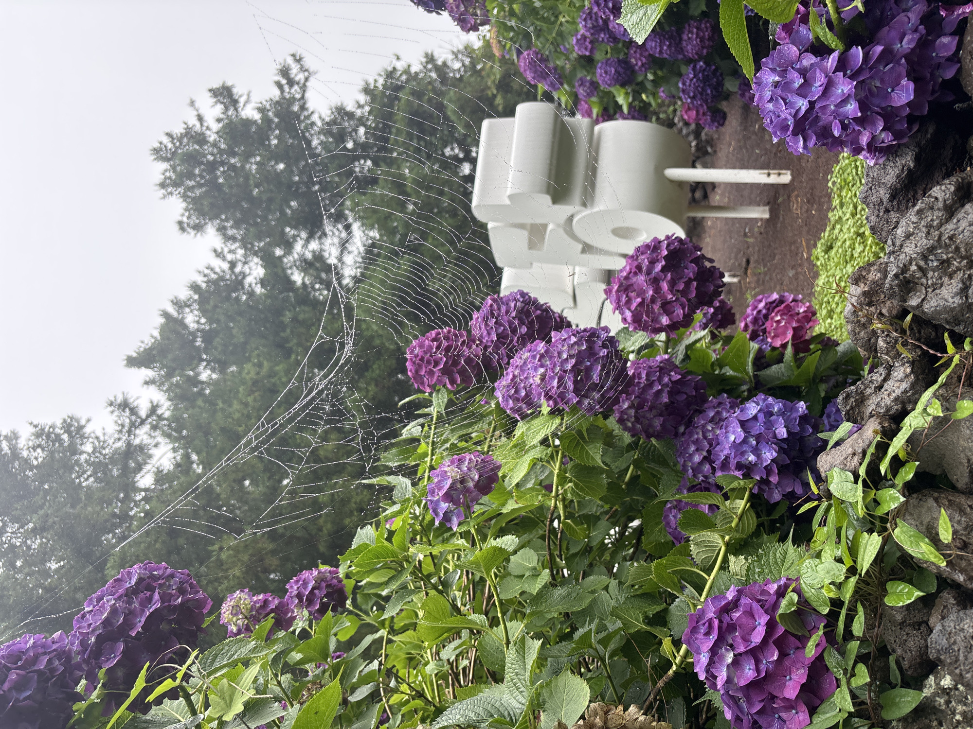 This image depicts a close-up view of purple hydrangeas in bloom, with a spiderweb, beaded with water droplets, prominently displayed in the foreground. The hydrangeas are lush and vibrant, with many clusters of flowers. Behind the flowers, a white, abstract sculpture with rounded edges and cylindrical elements is visible. The sculpture appears to be mounted on poles and is situated in a garden setting. The background consists of blurred green trees and a cloudy, overcast sky, suggesting damp weather. The ground is covered with dark soil and some low-lying green vegetation. In the very foreground, dark, rough-textured rocks are visible, interspersed with small green vines. The overall impression is of a naturalistic garden setting, possibly a botanical garden or a landscaped park, with a focus on the interplay between the delicate spiderweb and the bold hydrangeas. This scene could be located at the Jeju Folk Village in Jeju, South Korea, a popular tourist destination known for its traditional houses, folk performances, and natural landscapes that often feature abundant floral displays.