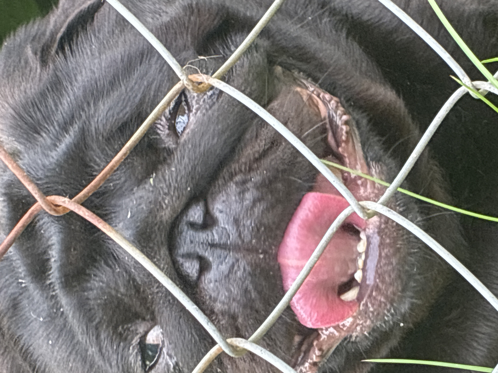 A close-up, eye-level shot captures a black pug dog behind a chain-link fence. The dog's face fills most of the frame, with its mouth open and a bright pink tongue hanging out. Its eyes are dark and appear to be slightly watery. The fence obstructs the view, with its metallic wires crossing the dog's face and body. The background is blurred, suggesting an outdoor environment with some green foliage visible at the bottom. The image appears to have been taken in the city of Haapsalu, Estonia.