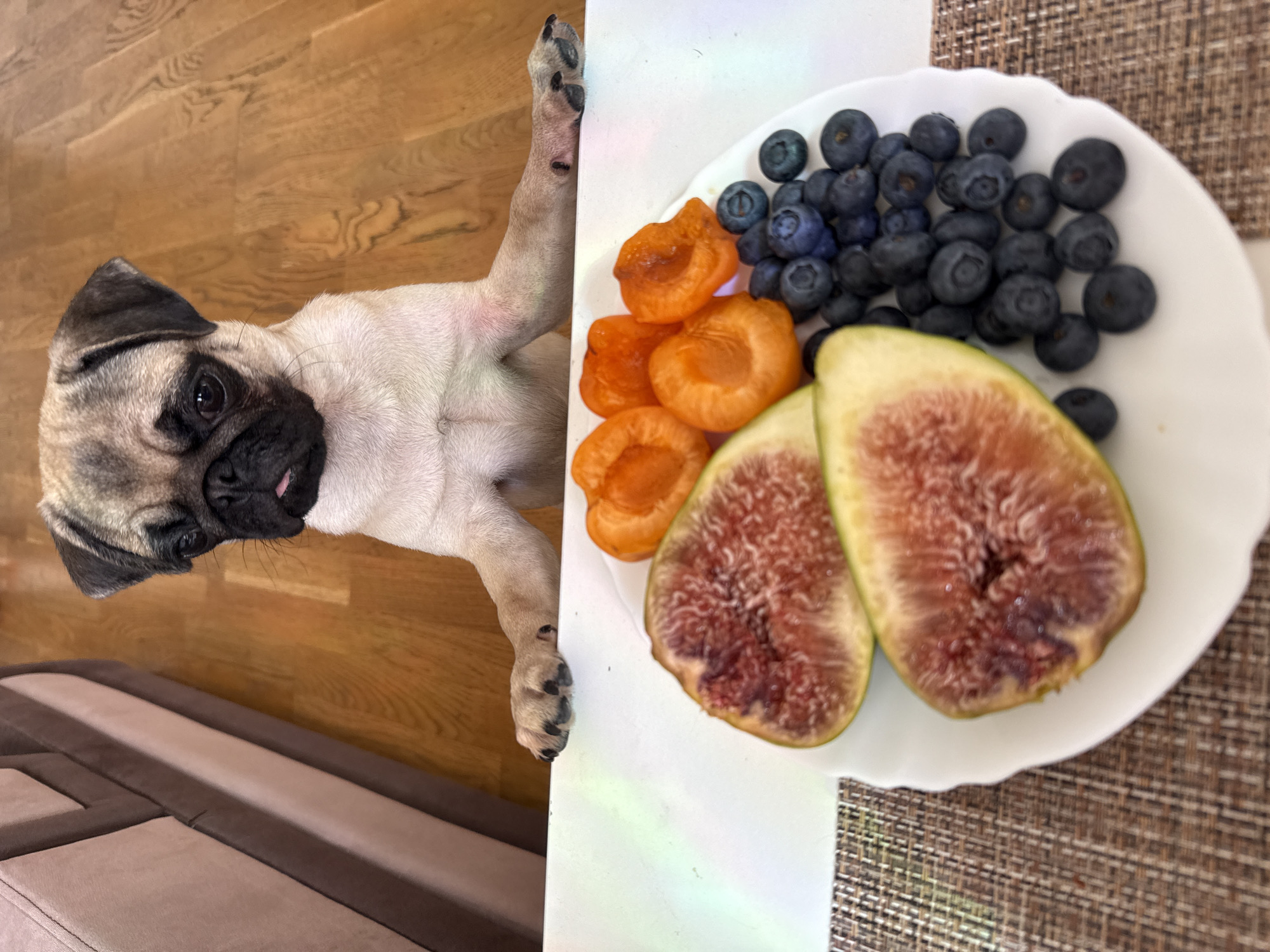 A pug puppy leans over a white table, its paws resting on the edge. In front of the puppy is a white plate filled with fruit. The plate holds sliced figs, halved apricots, and a pile of blueberries. The background shows a wooden floor and a sofa.