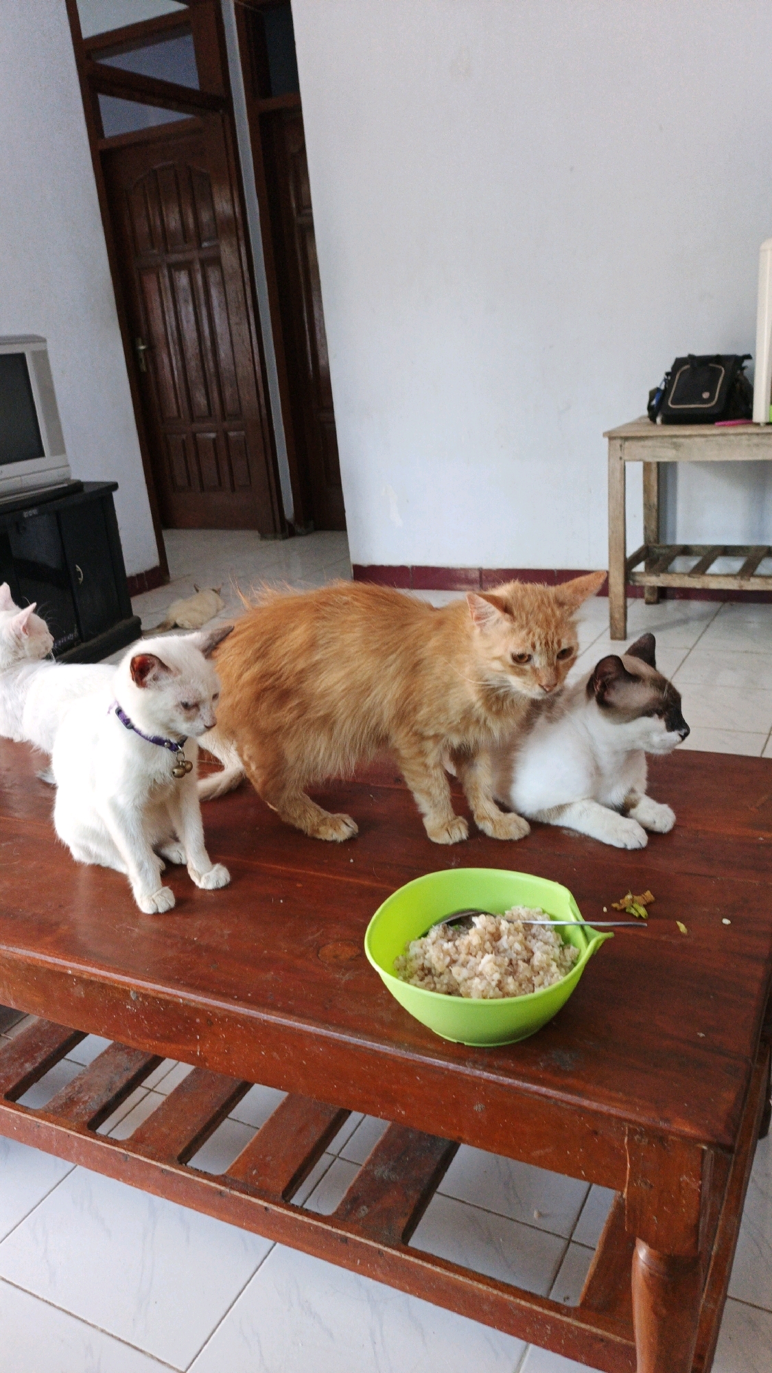 In an indoor setting, likely a residence in Campurdarat, Indonesia, four cats are present. A large, light-orange cat stands centrally on a dark wooden coffee table, its body facing right. To the left of it, a white cat with a purple collar sits, facing left. Another white cat, partially visible behind the orange cat, also faces left. A fourth cat, with a Siamese-like coloring (light body with darker points on its face and ears), is lying down to the right of the orange cat, facing right. In the foreground, a bright green plastic bowl filled with what appears to be cooked rice and a spoon rests on the table. A dark wooden door with vertical panels is visible in the background, along with a portion of a white wall and a small wooden table with a black bag on it. The floor is tiled in white.