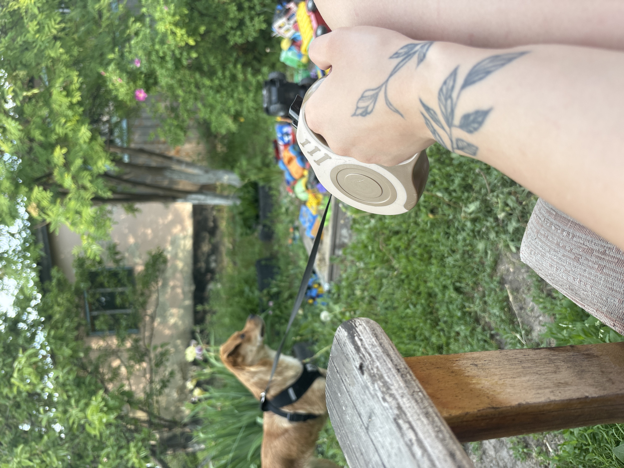 In Vishnevka, Russia, a dog on a leash stands in a grassy yard near a wooden chair. The dog, a light brown breed, wears a black harness. In the foreground, a hand holds a beige retractable leash with a black button. The hand has a dark grey tattoo of a leafy vine on the wrist and forearm. Behind the dog, a pile of colorful children's toys is visible, along with a house and lush green trees. The overall scene suggests a casual outdoor setting.