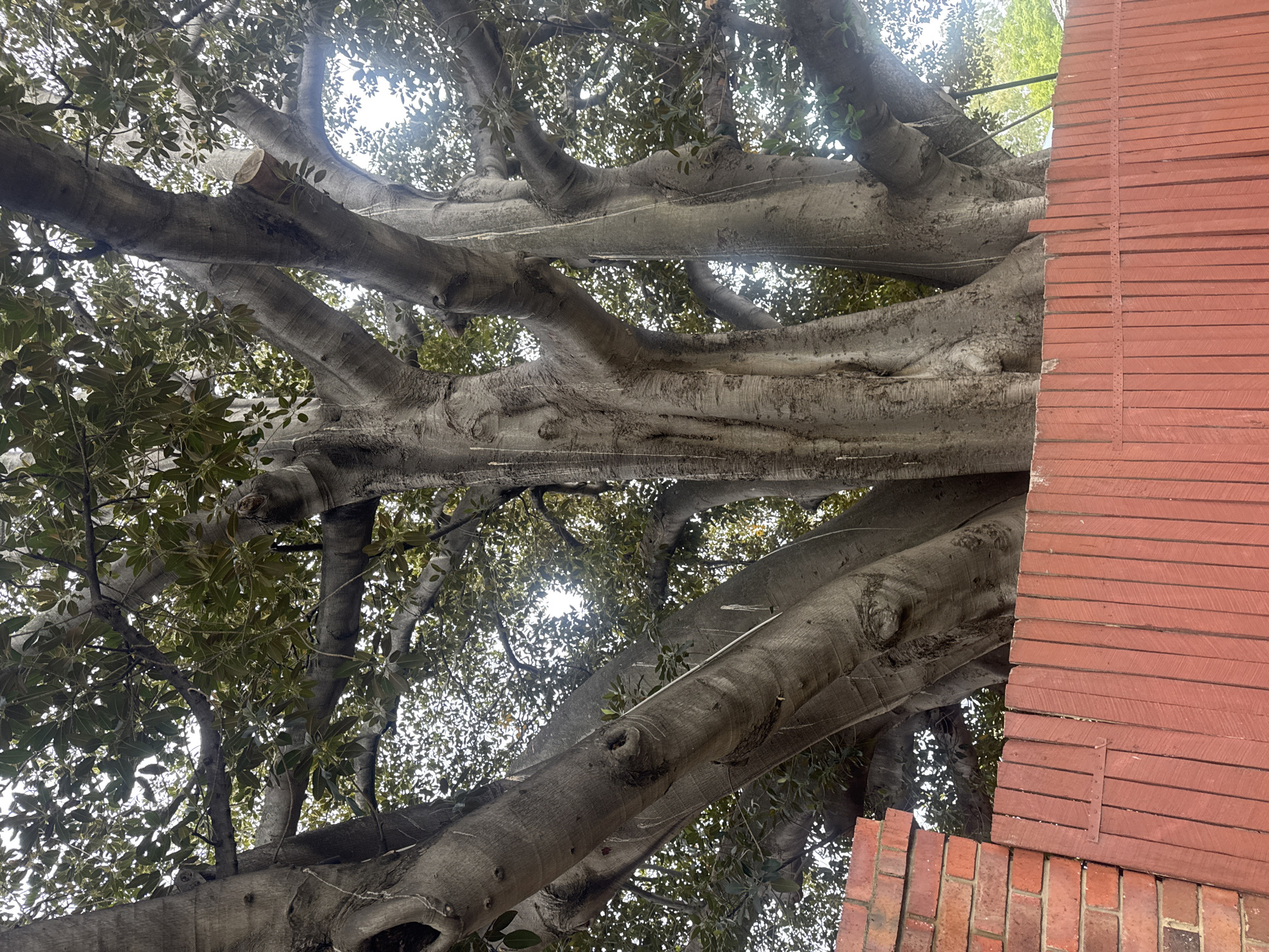 The image shows a large tree with thick, light gray branches extending in various directions. Some branches have been cut. Green leaves are visible among the branches. To the right, a brick and wooden structure is present. The location is possibly in the city of Bassendean, Australia.