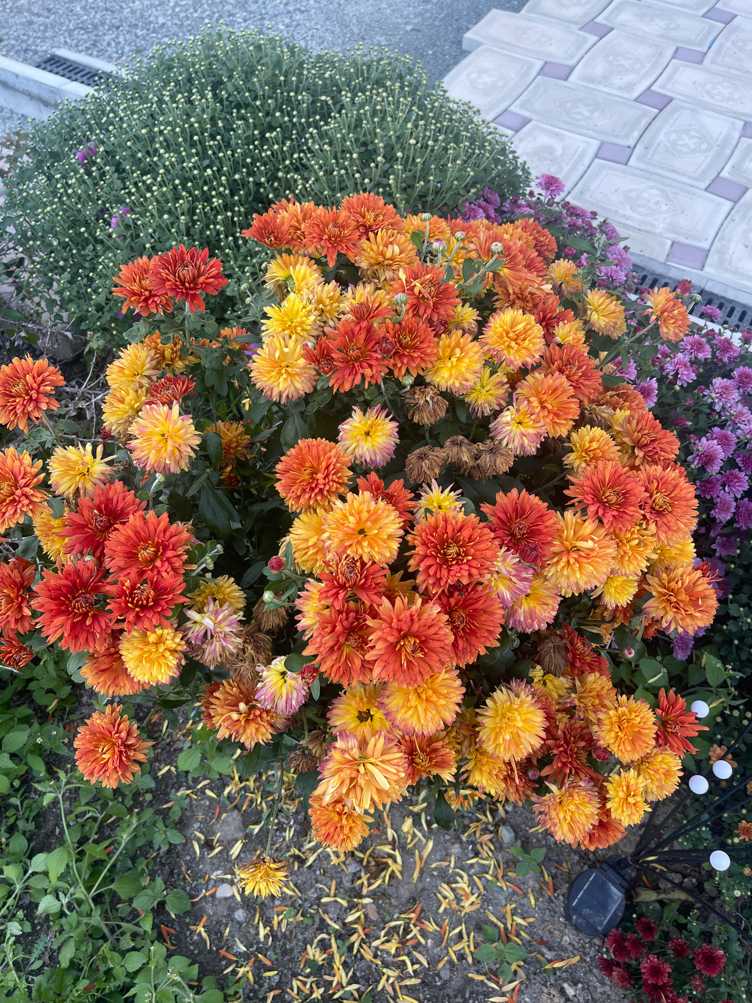 In Artyom, Russia, a close-up, high-angle shot captures a vibrant display of chrysanthemums in bloom, primarily in shades of orange and yellow, with some purple flowers in the background. The flowers are densely clustered, with many in full bloom and others still budding. Fallen petals are scattered on the dark soil and gravel. To the upper left, a large green bush covered in small, unopened buds is visible, partially obscuring a textured grey surface that appears to be pavement or a similar material. To the upper right, a pattern of light-colored rectangular tiles with purple accents suggests a walkway or patio. In the lower right quadrant, a solar-powered string light with a black wire and a grey solar panel is partially visible, with several small white lights. A few deep red chrysanthemums are also present near the bottom edge of the frame.