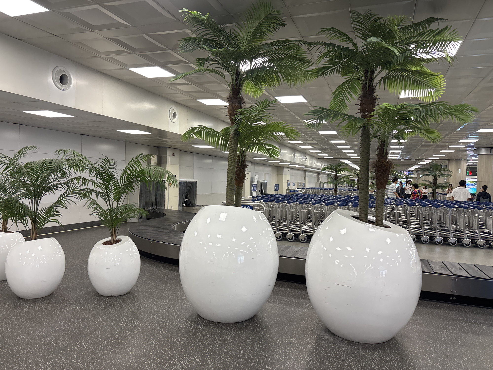 The image depicts an indoor scene, likely an airport baggage claim area, with a focus on several large, glossy white planters containing artificial palm trees. The planters are arranged in a row, with the baggage conveyor belt visible behind them. In the background, rows of luggage carts are neatly stacked, and several people are milling about, some standing near the carts and others seemingly waiting. The ceiling is illuminated by fluorescent lights, and air vents are visible along the upper wall. The overall impression is one of a well-maintained, modern public space. The location is identified as the city of Jeju, South Korea.