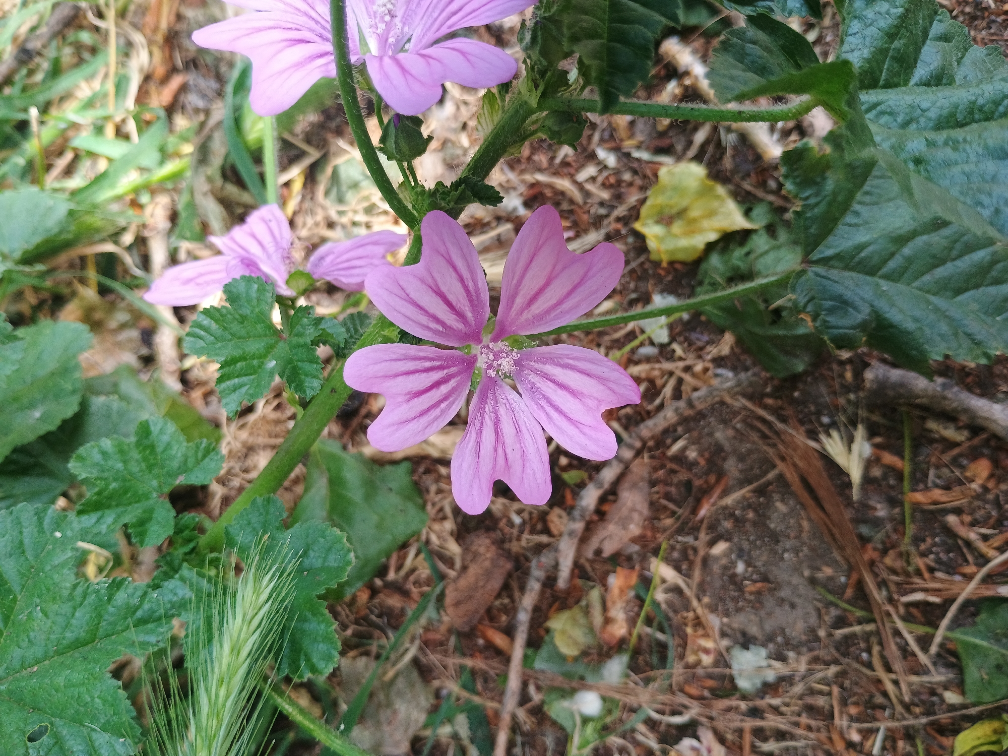 The image features a cluster of light purple flowers with darker purple stripes on their petals. The flowers are growing on a thin green stem. The surrounding environment includes green leaves of varying shapes and sizes, as well as dry leaves and twigs scattered on the ground. The image appears to be taken outdoors in a natural setting. The location within the city of Unknown, Unknown is indeterminate.