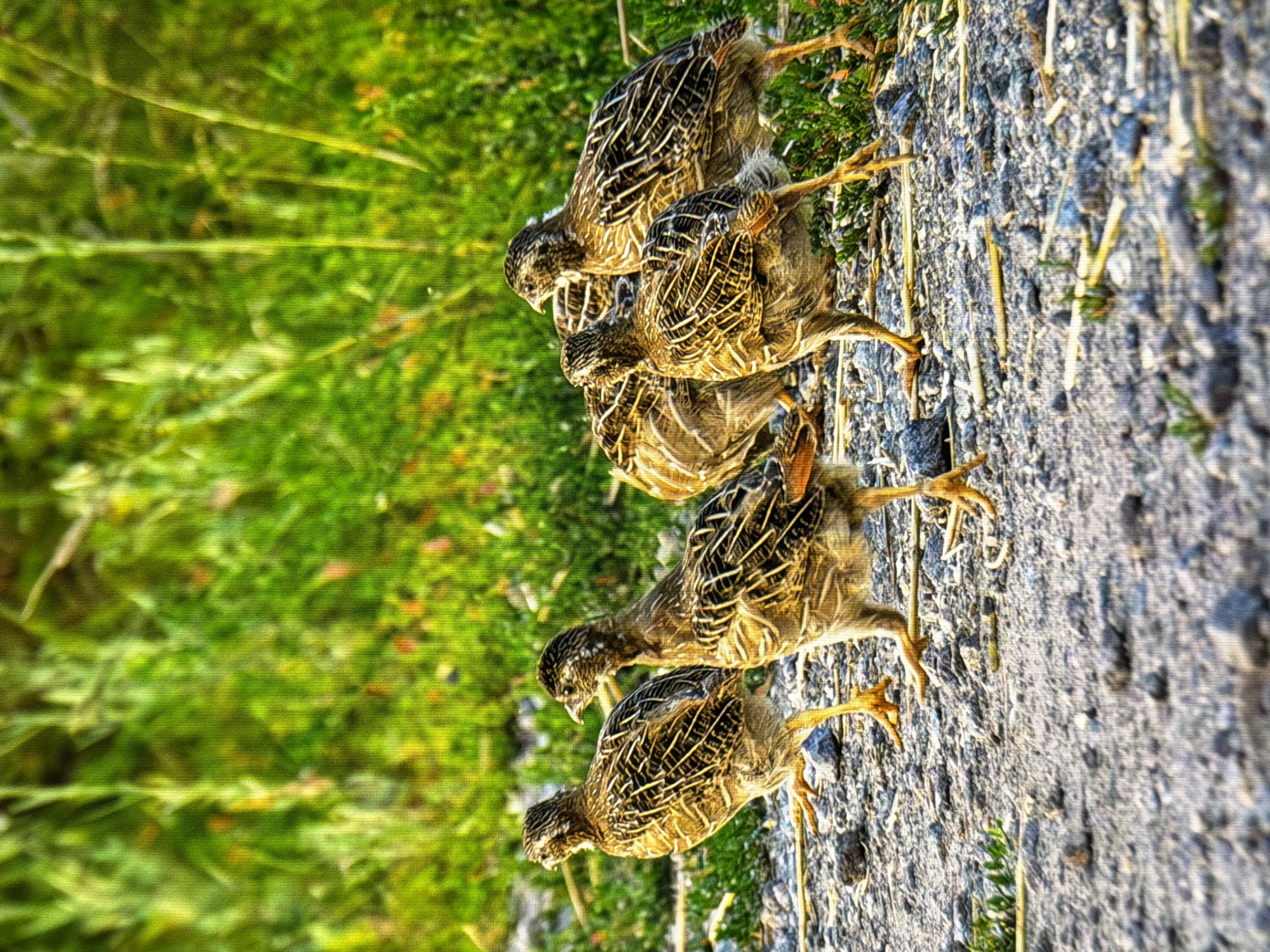 This is a close-up, low-angle photograph of a group of five quail chicks walking on a gravel path. The chicks are speckled brown and white and have visible yellow legs and feet. They are moving from left to right across the frame, with some looking to the right and others looking to the left. The background consists of lush green grass, which is out of focus. The lighting suggests it is daytime, possibly late afternoon, with sunlight illuminating the scene. The image does not contain any elements that indicate a location within the city of Kyiv, Ukraine.