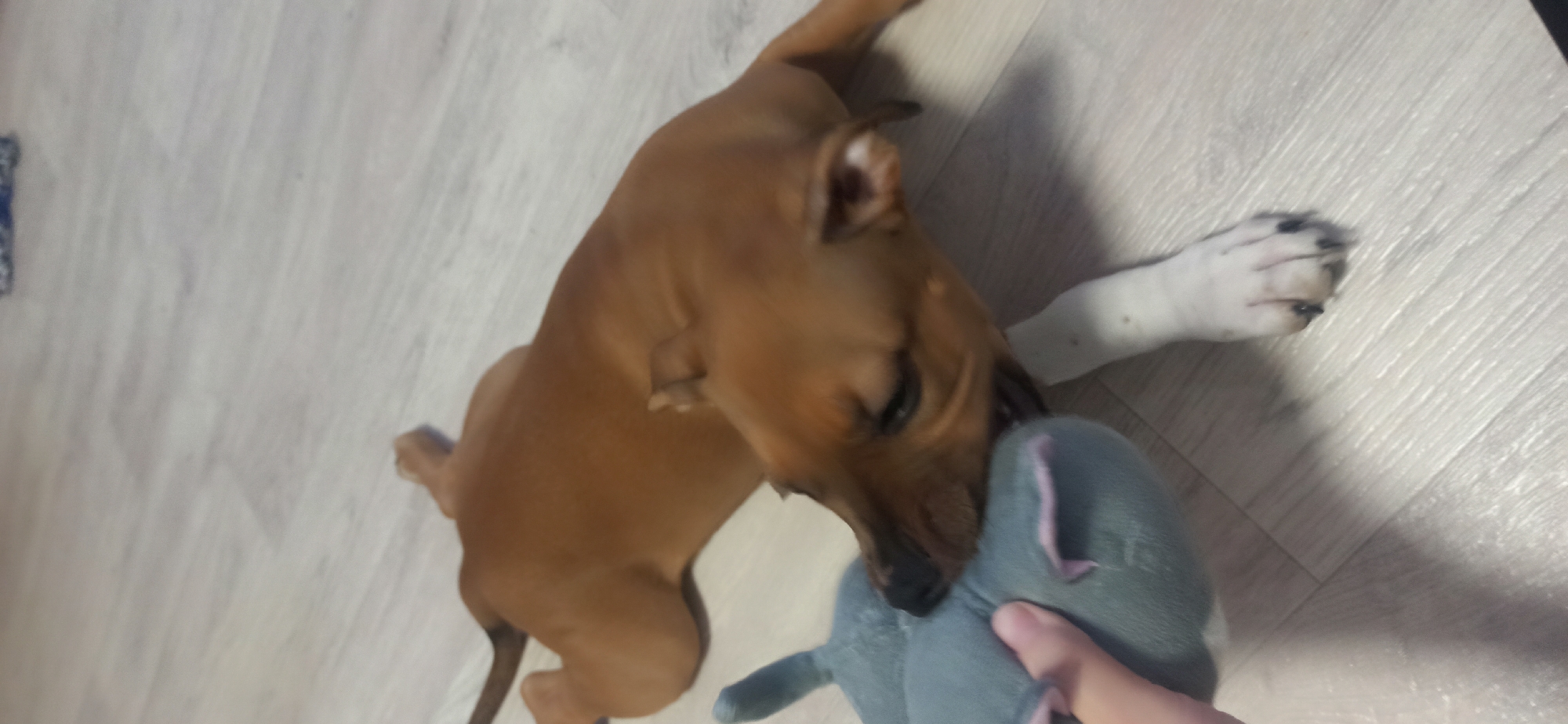 The image shows a brown puppy playing with a gray stuffed animal on a light-colored wooden floor. The puppy is in the foreground, with its head bent down towards the toy, appearing to be chewing or tugging on it. A portion of a white paw, possibly belonging to another dog or the same puppy, is visible in the background. The scene is indoors, indicated by the flooring. The lighting suggests it could be daytime, but no specific time can be determined. There is no visible text in the image. The overall impression is one of playful interaction between the puppy and its toy.