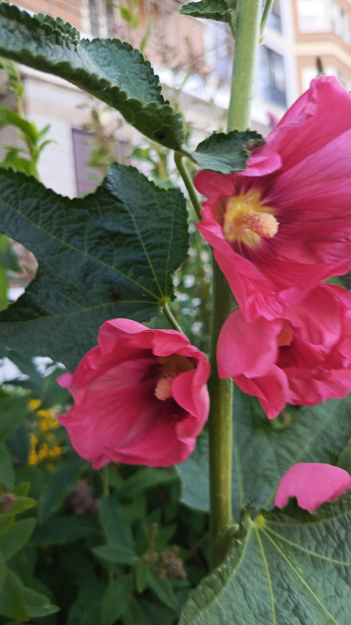 This is a vertical, medium shot of bright pink hollyhock flowers in bloom. The flowers are large and trumpet-shaped, with ruffled petals and yellow stamens visible in the center. Three flowers are prominently featured, with one fully open at the top, another partially open below it, and a third bud-like bloom at the bottom left. The flowers are attached to a thick, fuzzy green stem. Large, dark green, textured leaves with serrated edges are visible throughout the frame, framing the flowers. In the background, out-of-focus hints of yellow flowers and other greenery can be seen. A light-colored building with windows and some architectural details is visible in the upper background. The lighting suggests it is daytime. The scene is outdoors in a garden or a natural setting, likely in Zvenigorod, Russia, given the location context. There is no discernible text in the image.