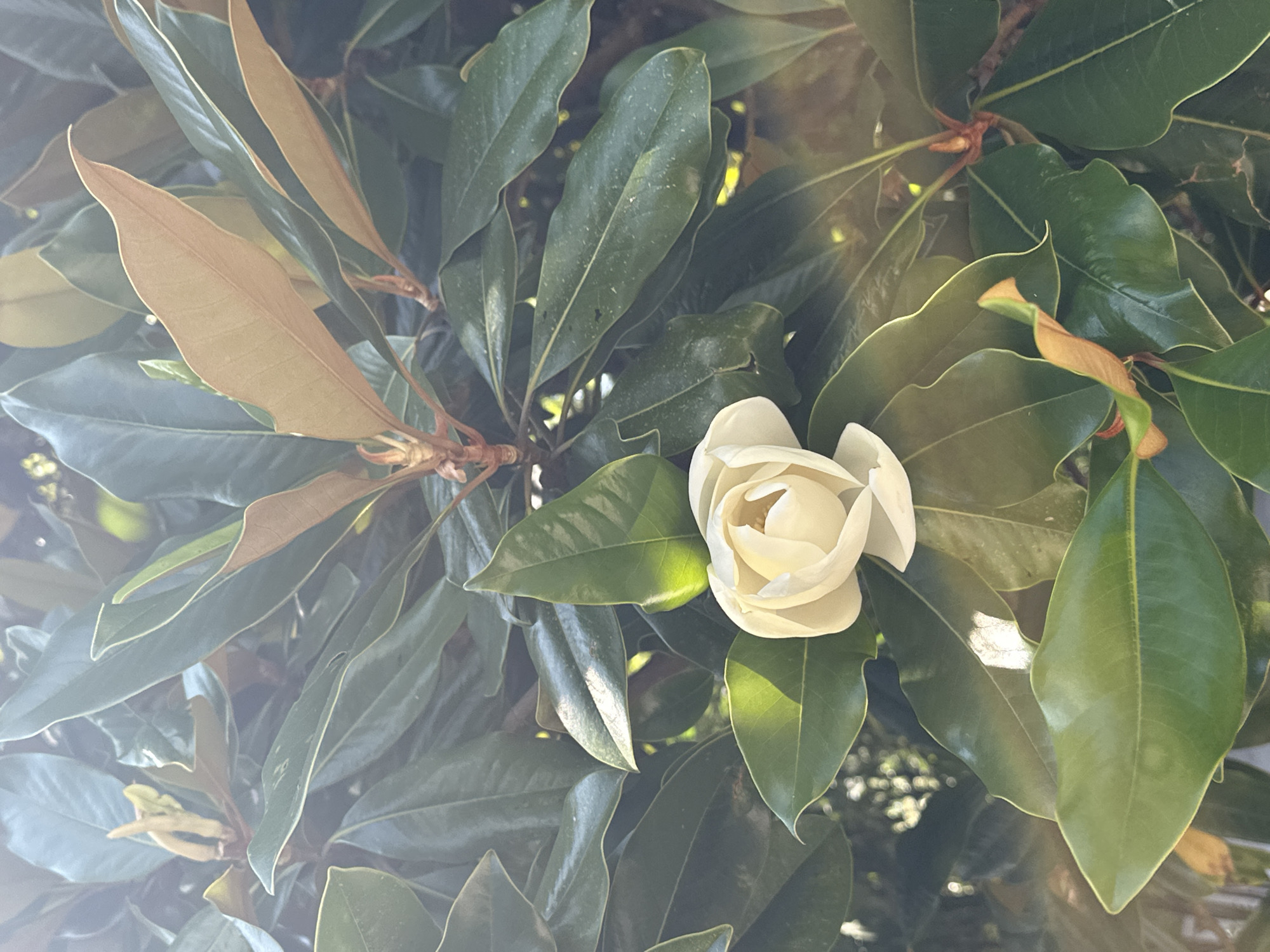A close-up, eye-level shot captures a white magnolia flower with delicate petals, partially open, surrounded by lush, dark green leaves. The flower is positioned in the lower center of the frame, bathed in bright sunlight that creates luminous highlights on the leaves and casts soft shadows. Some leaves are tinged with a coppery brown, suggesting new growth or autumn foliage. The background is a blur of green foliage and dappled sunlight, indicating an outdoor environment. There are no people or animals visible in the image. The scene is static and peaceful, focusing solely on the natural beauty of the magnolia blossom and its surroundings. It is impossible to determine the specific location within Sochi, Russia, from the visual information provided.