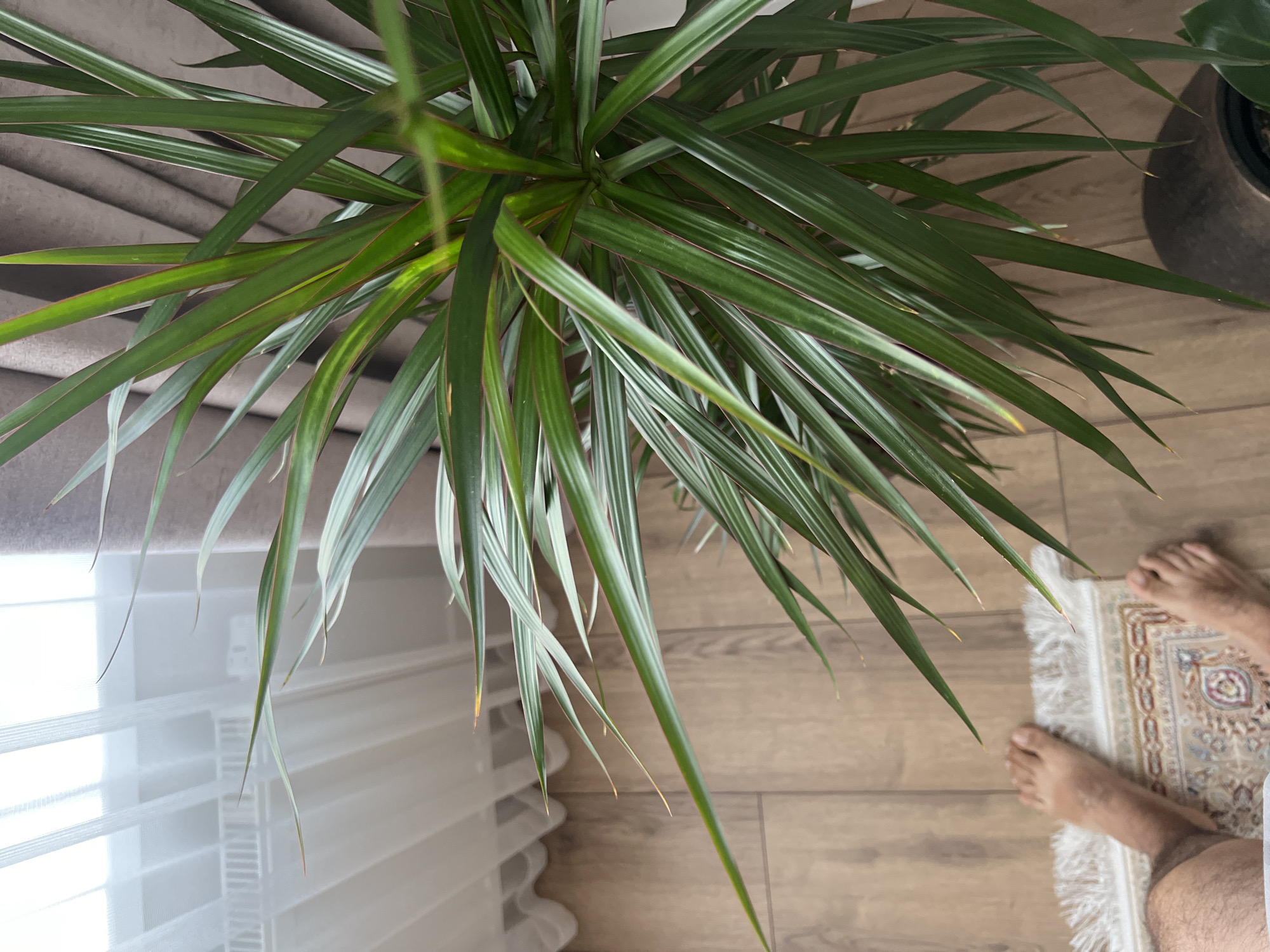 An indoor scene, captured from a high angle, shows a person's bare feet on a small rug with a fringed edge. The rug is placed on a light brown wooden floor. To the right of the feet is a large potted plant with long, green, pointed leaves that have reddish edges. The plant fills a significant portion of the frame. Behind the plant and to the left, sheer white curtains hang, revealing a blurred background that includes what appears to be a radiator and a window. The overall lighting suggests an indoor environment, possibly a home in Penza, Russia.