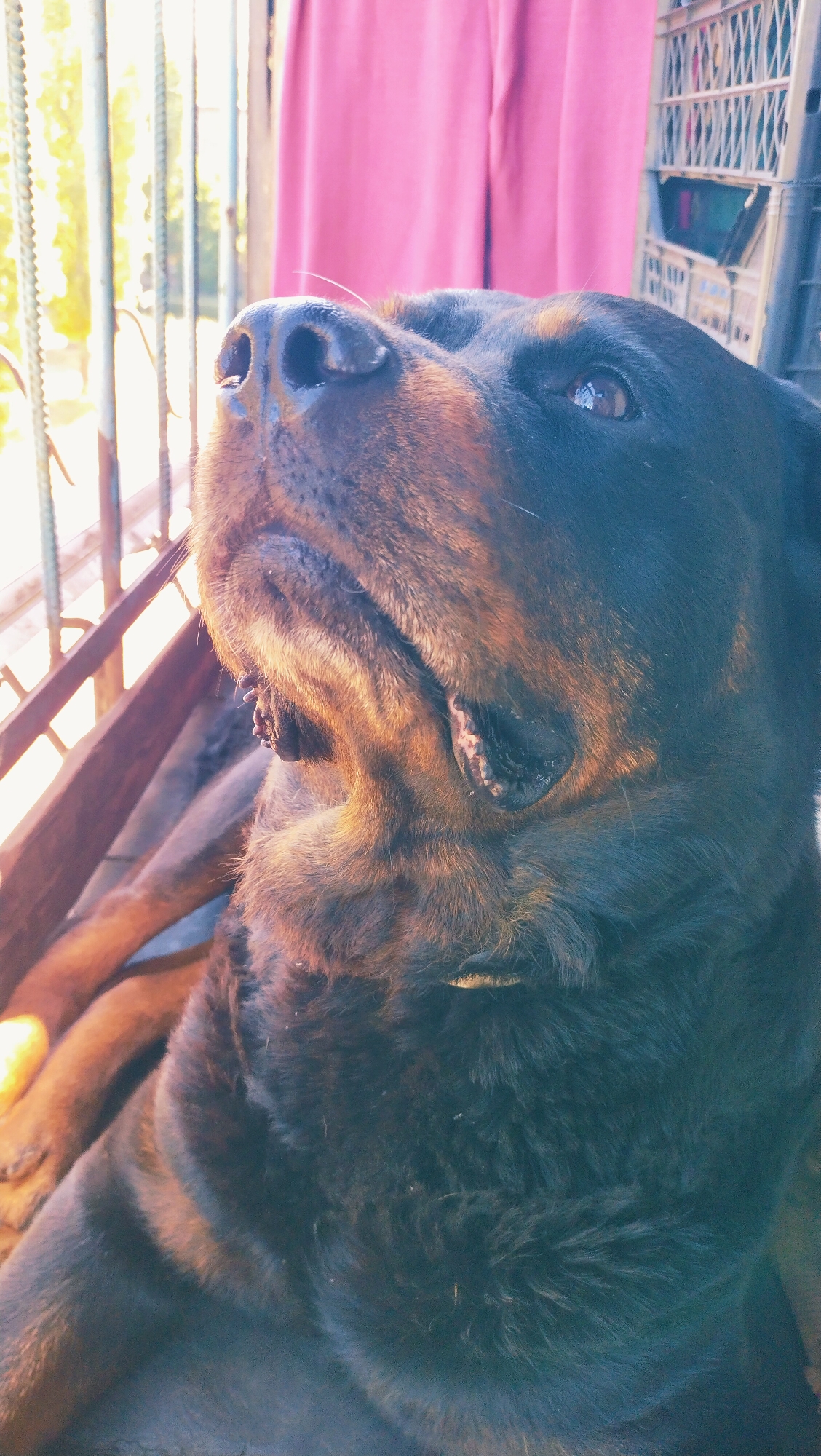 A Rottweiler dog is captured in a close-up shot, looking upwards with its head tilted. The dog's snout is prominent, with dark nostrils and a wet sheen. Its eye, reflecting light, is partially visible. The fur of the dog is thick and dark, with reddish-brown undertones visible where the sunlight hits. The background is blurred, but suggests an outdoor setting with vertical bars, possibly a fence or railing, and a pink curtain. A plastic crate is visible to the right. The lighting suggests it is daytime, with strong sunlight casting shadows and highlighting the dog's features. The scene appears to be in a residential or outdoor area in Horishni Plavni, Ukraine.