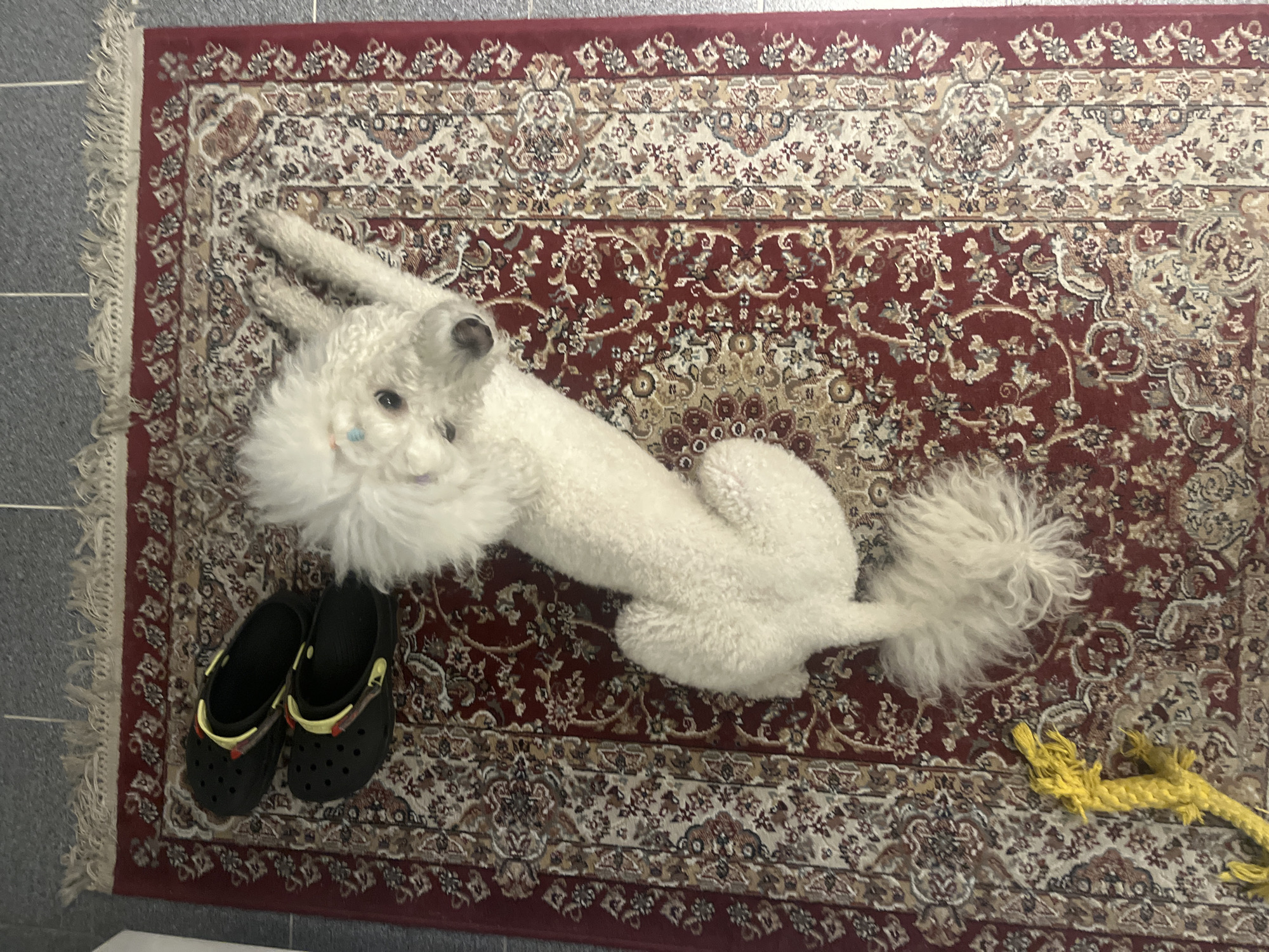A white standard poodle is lying on its side on a red patterned rug with fringe in what appears to be an indoor setting. The dog is facing the upper left of the frame. To the left of the dog are a pair of black Crocs with yellow and brown detailing. To the right of the dog's tail is a yellow rope toy. The floor is gray tile. The photo does not appear to have been taken in Krasnoyarsk, Russia. There are no people present in the image.