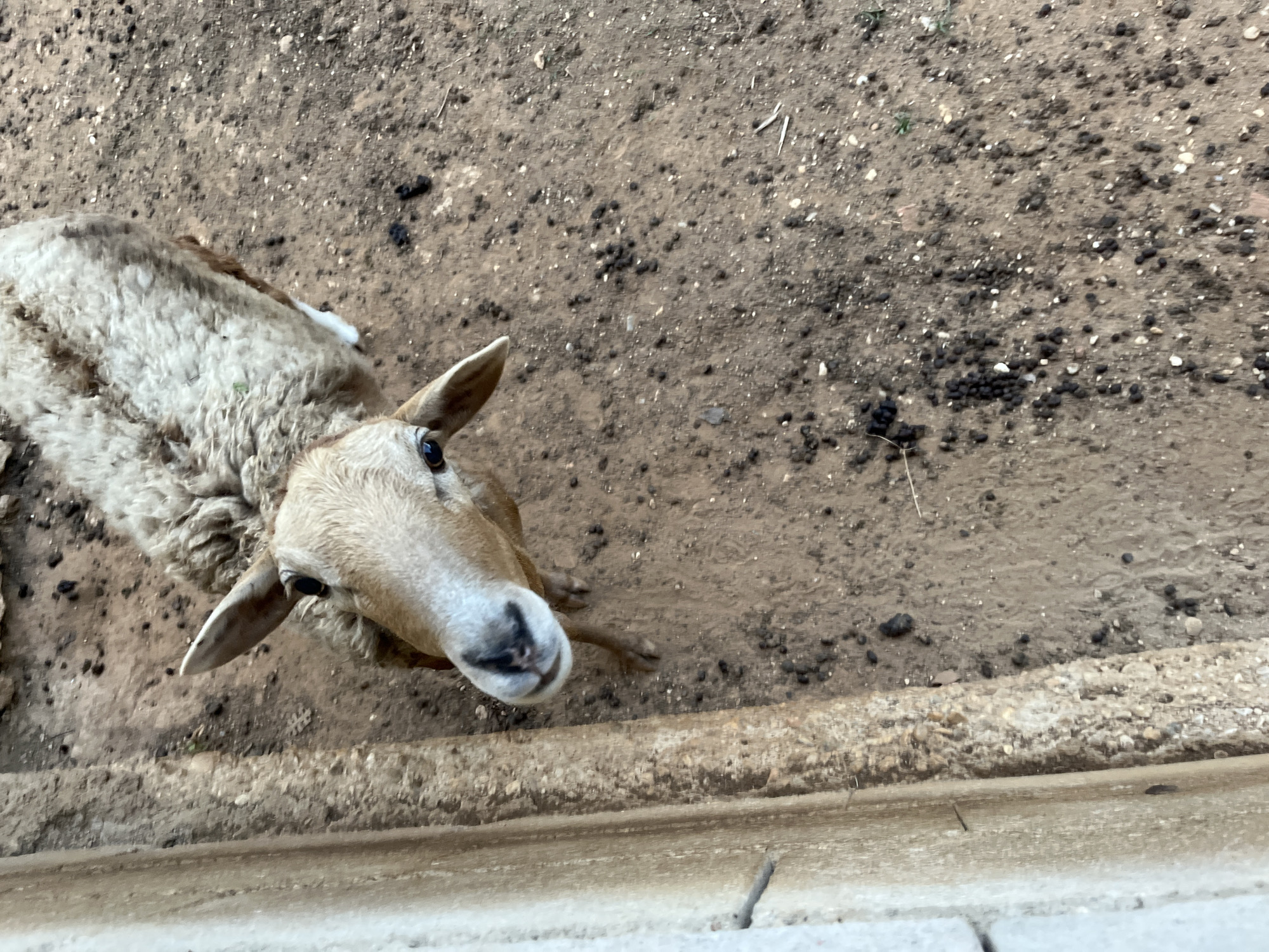 The image presents an overhead view of a sheep, primarily focusing on its head and upper body, as it looks directly upwards towards the camera. The sheep has a light brown face, pointed ears, and dark eyes. Its body is covered in thick, light-colored, woolly fleece, with some darker patches visible on its back. The animal is situated on a dusty, light brown dirt ground, which is littered with numerous small, dark, pellet-like droppings and scattered pebbles. Along the bottom edge of the frame, a concrete or stone barrier separates the viewer from the animal's area. The scene is illuminated by natural daylight, suggesting it is daytime. The animal's expression appears curious or observant. The location is an outdoor animal enclosure, specifically noted as Tinaquillo, Venezuela. There is no visible text in the image.