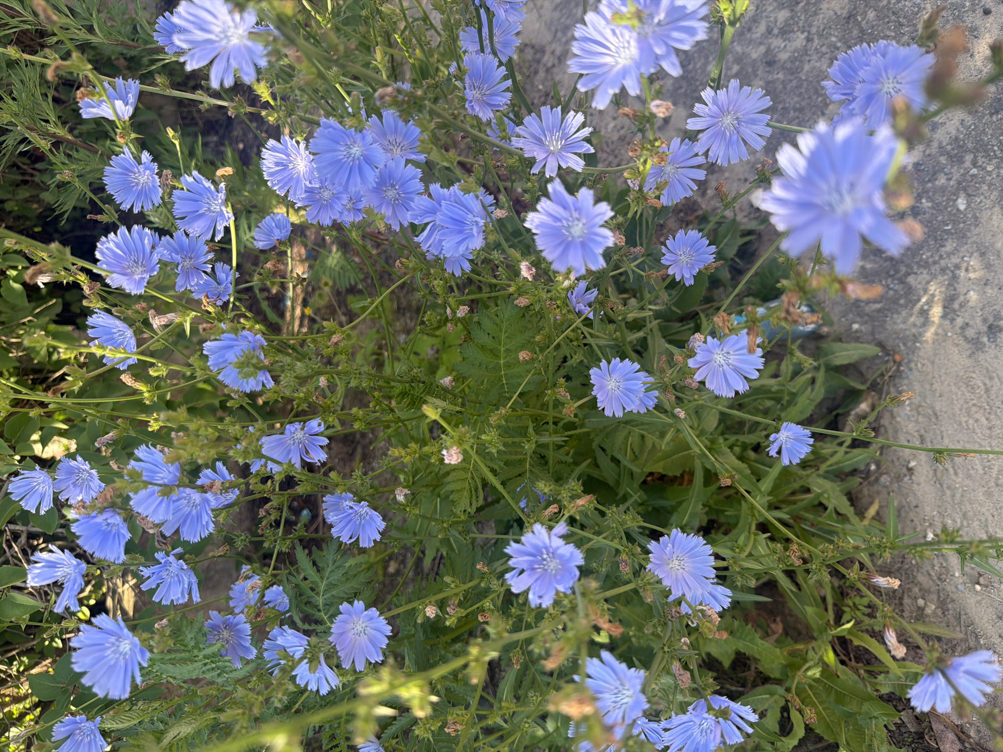 The image displays a close-up, outdoor view of a patch of common chicory (Cichorium intybus) plants in bloom. The flowers are a vibrant blue, with numerous delicate petals. The plants are growing amidst green foliage and some dry, brown seed heads or withered flowers. The ground beneath the plants appears to be a mix of soil and a light-colored, rough surface, possibly concrete or gravel, suggesting an urban or roadside environment. The lighting indicates it is daytime, with sunlight casting shadows and highlighting the textures of the flowers and leaves. No people or animals are visible in the image. The scene is consistent with a natural setting within a city park, roadside verge, or undeveloped land.