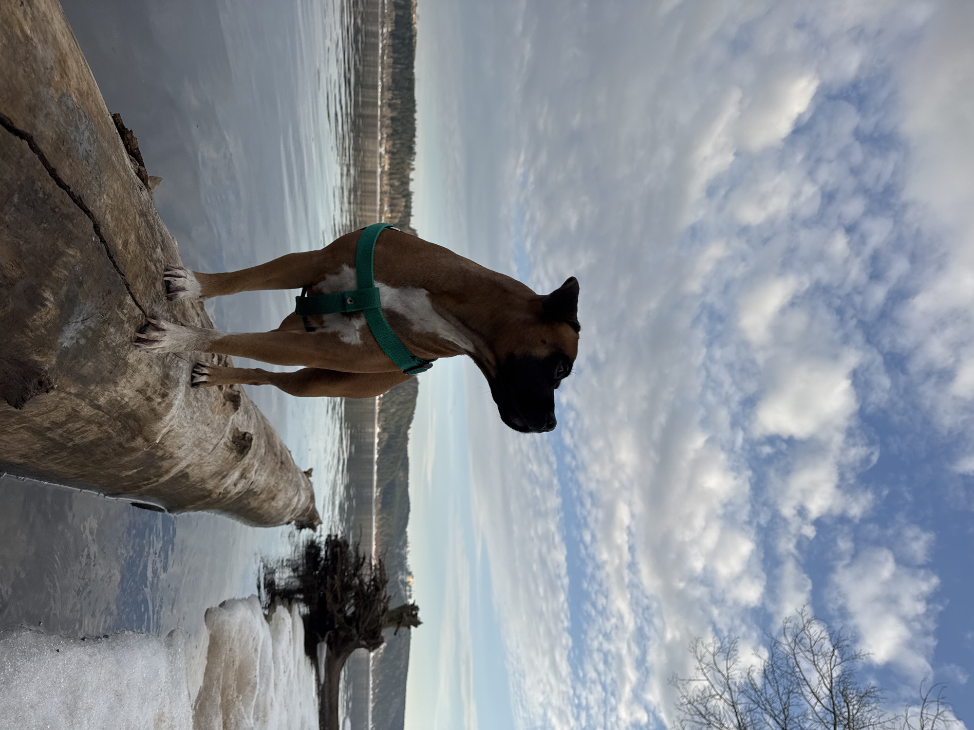A medium shot shows a brown Boxer dog with a black muzzle and a green harness standing on a log in the water. The dog is facing towards the right, away from the camera. The log extends from the lower left towards the upper center of the frame. The water and shoreline are visible behind the log. A cloudy sky fills the upper portion of the frame. Ice formations appear along the shoreline. Bare trees are visible in the lower right corner. The location is potentially near a body of water in Noviy, Russia.