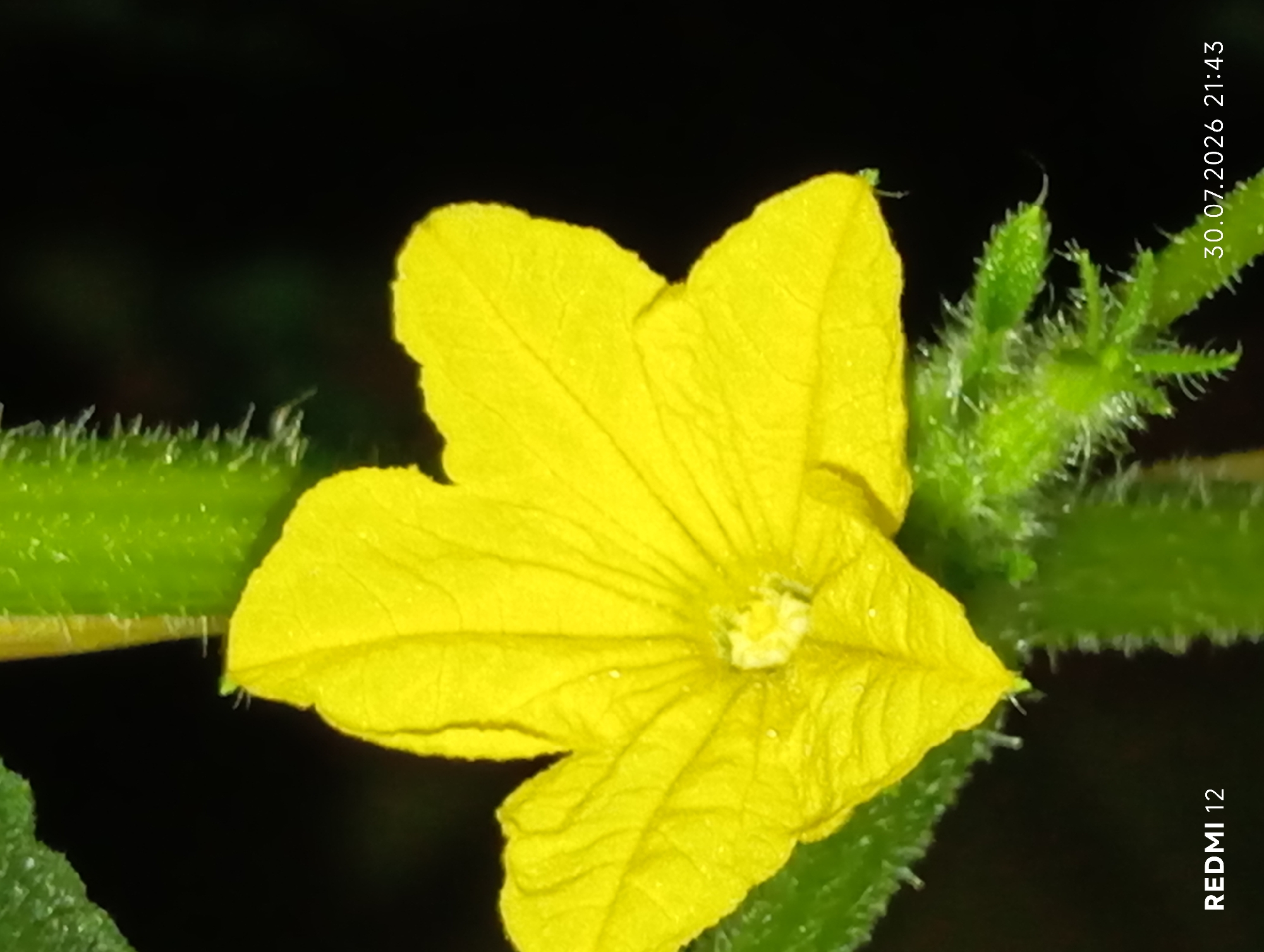 A close-up, macro photograph displays a vibrant yellow flower of a plant with green, fuzzy stems and leaves. The flower has five distinct petals with visible veins. Tiny droplets of water are scattered across the petals, suggesting recent moisture. In the background, the scene transitions to a dark, out-of-focus area, providing a stark contrast to the brightly lit flower. The bottom left corner of the image shows the text "REDMI 12" and the bottom right corner displays "30.07.2026 21:43". The image does not contain any elements that would indicate its location in the city of Smila, Ukraine.