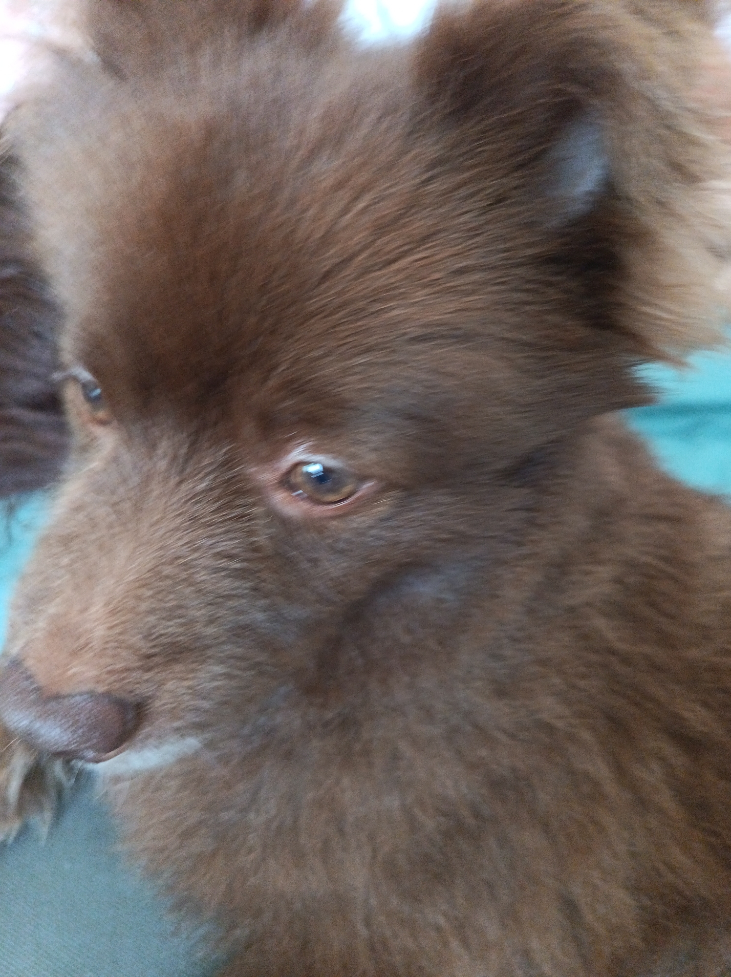 A close-up, slightly blurry, medium shot shows the face of a brown dog. The dog is positioned at a slight angle, facing left. The dog's fur is long and appears soft. The dog's right eye is visible, appearing brown with a slight reflection. Part of the dog's nose is also visible, appearing pinkish-brown. The background consists of out-of-focus elements of a light blue surface. No specific location in Domodedovo, Russia is identifiable from the image.