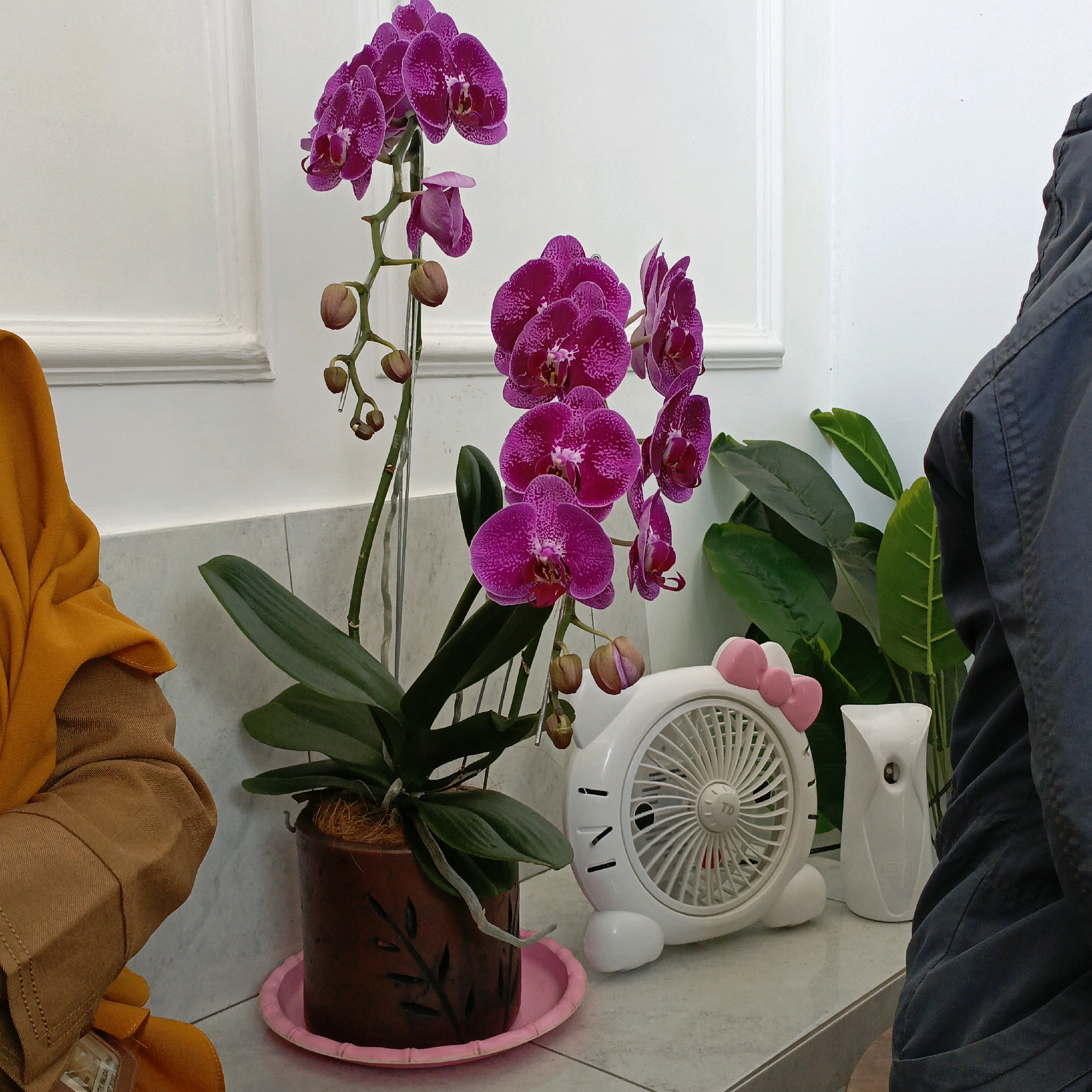 An indoor scene in Salatiga, Indonesia features a potted orchid with vibrant purple flowers and buds, placed on a light-colored countertop. To the right of the orchid is a white, Hello Kitty-themed fan, and next to it, a small white dispenser. In the foreground, on the left, a person is partially visible, wearing an orange hijab and a brown jacket. The background consists of a white wall with subtle molding. The overall setting appears to be domestic or an indoor public space.