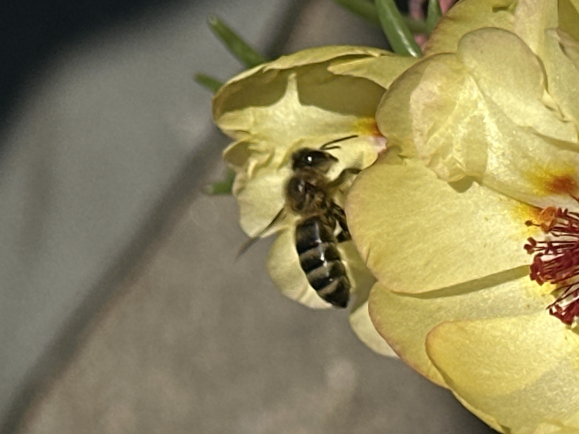 A close-up, low-angle shot captures a bee perched on a yellow flower in Lopashchyne, Ukraine. The bee, with its striped abdomen and dark head, is positioned on the petals of the flower. The flower itself appears to be a single bloom, with multiple yellow petals unfurling. The background is blurred, showing a neutral gray surface and hints of green foliage. The lighting suggests an outdoor environment, possibly during daylight hours. The image focuses on the interaction between the insect and the flora, highlighting intricate details of both.