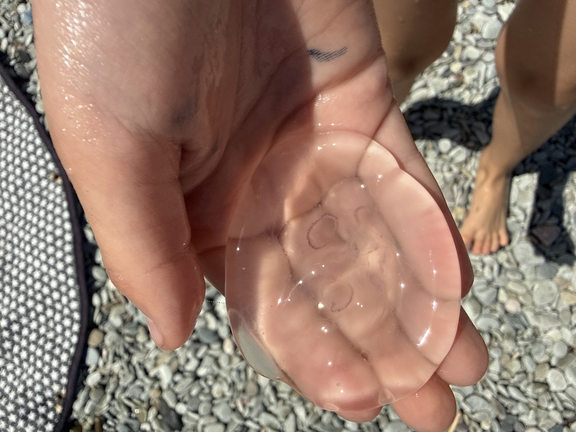 A person holds a small, translucent jellyfish in their palm, the jellyfish appearing like a clear, slightly pink disc with curled, purple-ish structures visible inside. The person's hand is wet and shiny, suggesting recent contact with water. The background shows pebbles, part of a towel with a black and white pattern, and a glimpse of another person's legs and feet, suggesting a beach scene. The location is likely a beach or coastal area.