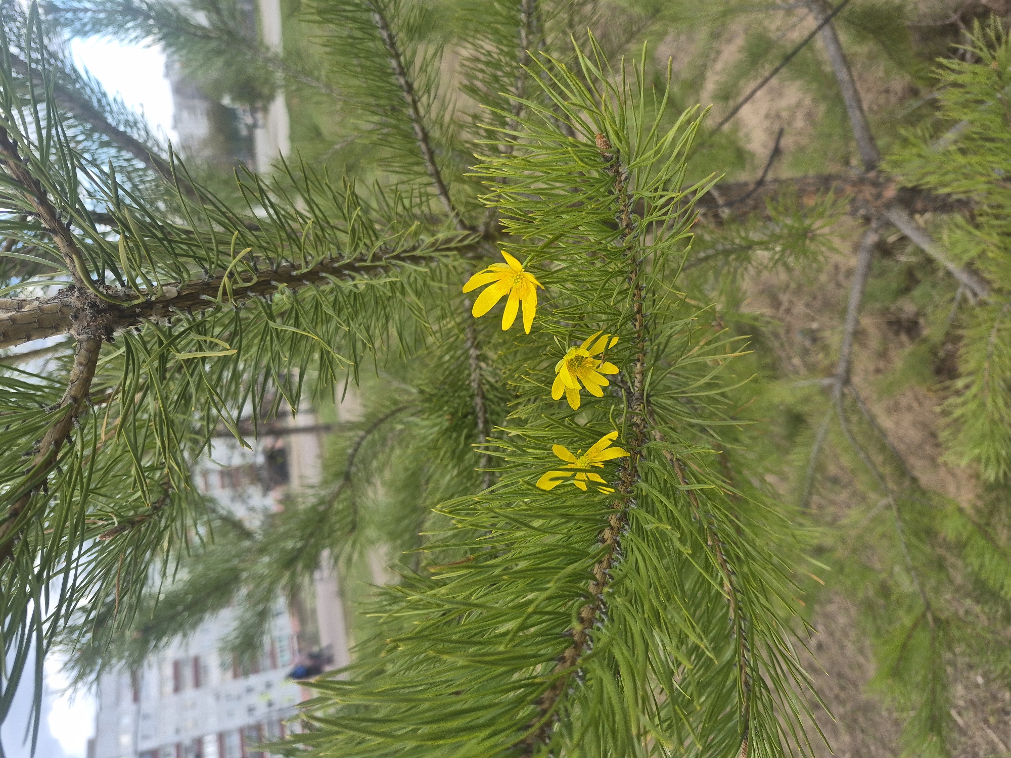 The image displays a close-up view of a vibrant green pine branch, likely taken in Chaikovsky, Russia. The main subject is a thick pine branch adorned with numerous long, slender green needles. Nestled among these needles are three small, bright yellow flowers.
Each flower is delicate, featuring multiple petals and a prominent yellow center. They appear to be growing either directly on the rough, textured brown bark of the pine branch or are very closely intertwined with its structure.
The background is heavily blurred, creating a shallow depth of field that keeps the pine branch and flowers in sharp focus. On the left side of the blurred background, indistinct light-colored buildings or structures are visible under a bright, possibly overcast, sky. The right side of the background shows a soft blend of green foliage and brownish ground.
The scene captures a static moment in nature during daytime, characterized by soft, diffused lighting with no harsh shadows. The combination of a pine tree and distant buildings suggests an outdoor setting like a park, garden, or the edge of a wooded area near human habitation. There is no visible text in the image.