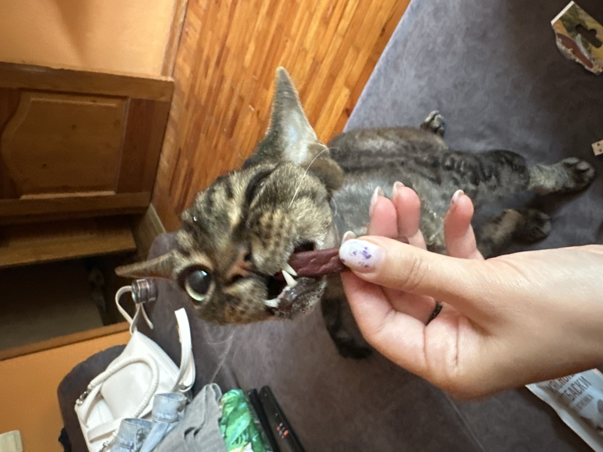 A tabby cat with wide eyes and an open mouth is being offered a piece of meat by a hand. The cat is sitting on a dark gray couch. In the background, a wooden door and a wooden floor are visible. A white handbag and some clothing are on the couch to the left of the cat. The location is the city of Sinyavino, Russia.