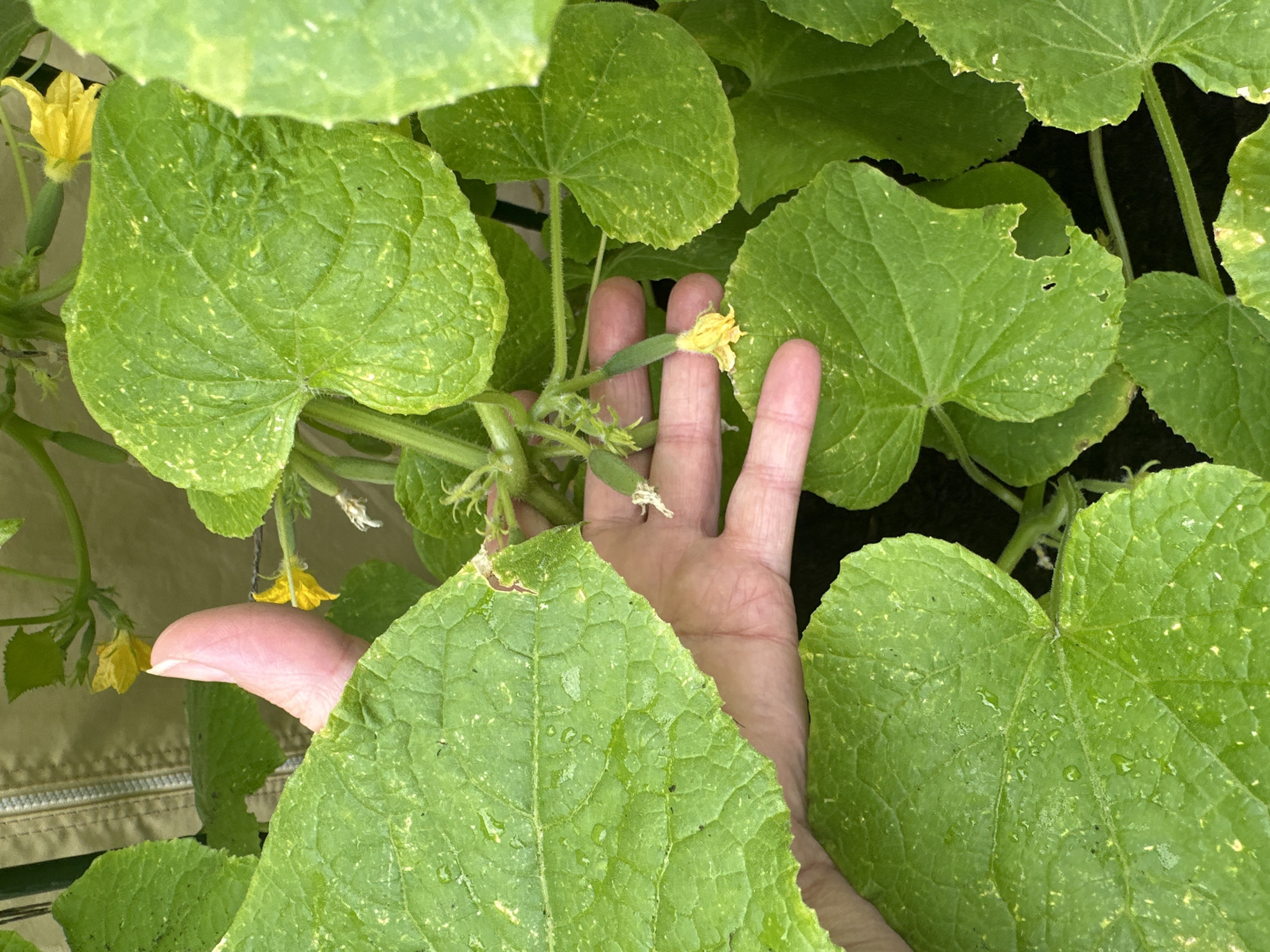 A close-up, eye-level outdoor shot displays a hand gently touching immature cucumbers on a vine amongst large green leaves. The leaves are broad, with a slightly rough texture and some yellow spotting. Water droplets are visible on the leaves. Several small, pale yellow cucumber flowers are also present on the vine. The background is out of focus, showing a beige zippered jacket and a dark, indistinct surface, possibly soil. The scene is indicative of a garden in Bad Endorf, Germany.