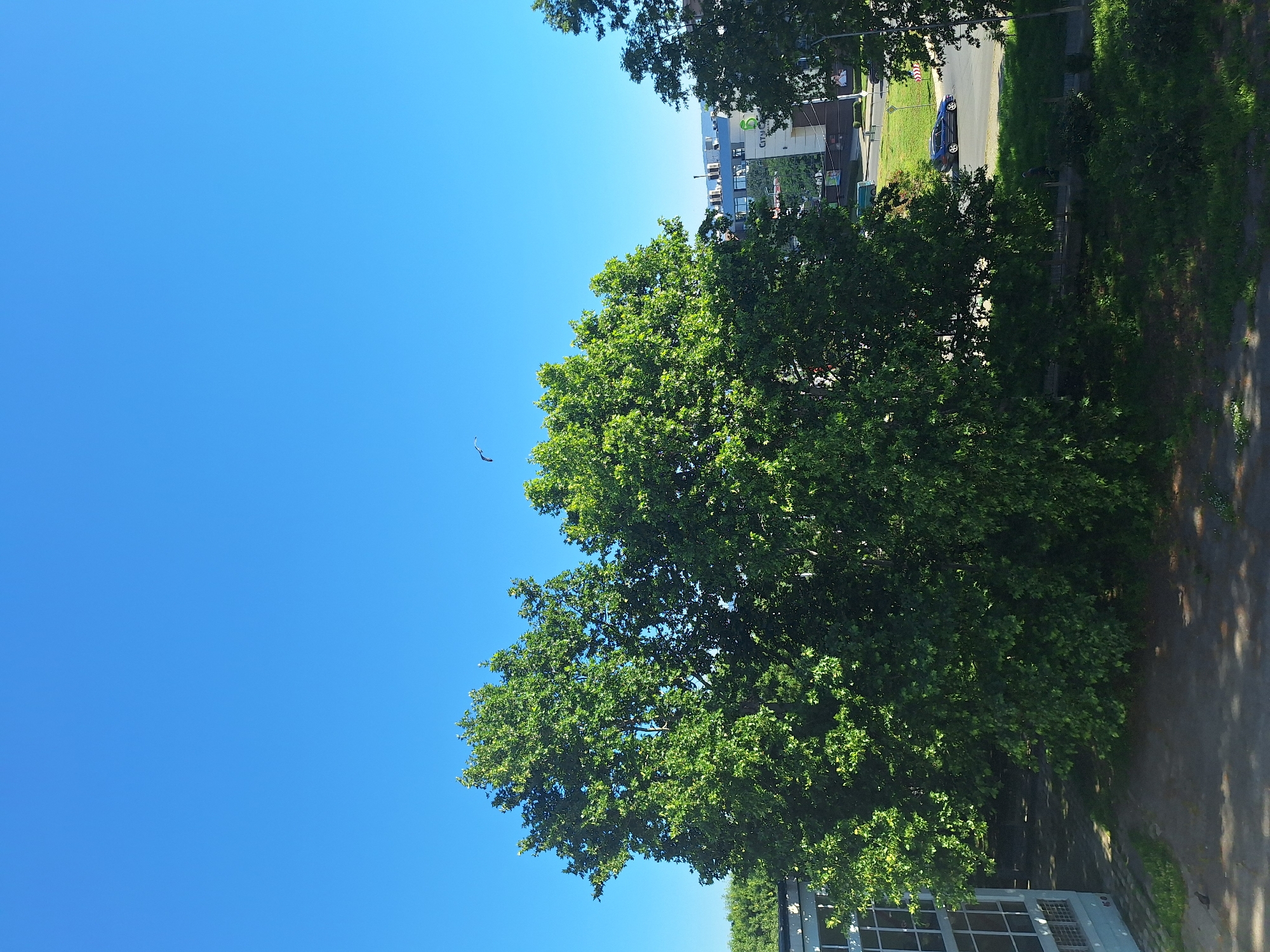 In Varna, Bulgaria, on a clear, sunny day with a vibrant blue sky, a scene unfolds with a focus on urban greenery and city infrastructure. In the foreground, a building with large windows and a light blue exterior is partially visible. Adjacent to it, lush, dense green trees dominate the midground, their leaves illuminated by the bright sunlight, casting dappled shadows on the ground. A small bird is captured in flight against the expansive sky above the trees.
In the background, several modern buildings, likely commercial or residential, rise above the treeline. One building prominently features the "CITY" logo and appears to be a shopping center or office complex. A dark blue sedan is seen driving on a road that runs parallel to the buildings, and a person is walking on a path beside a grassy area. The overall impression is a harmonious blend of nature and urban development, typical of a city park or residential area within Varna.