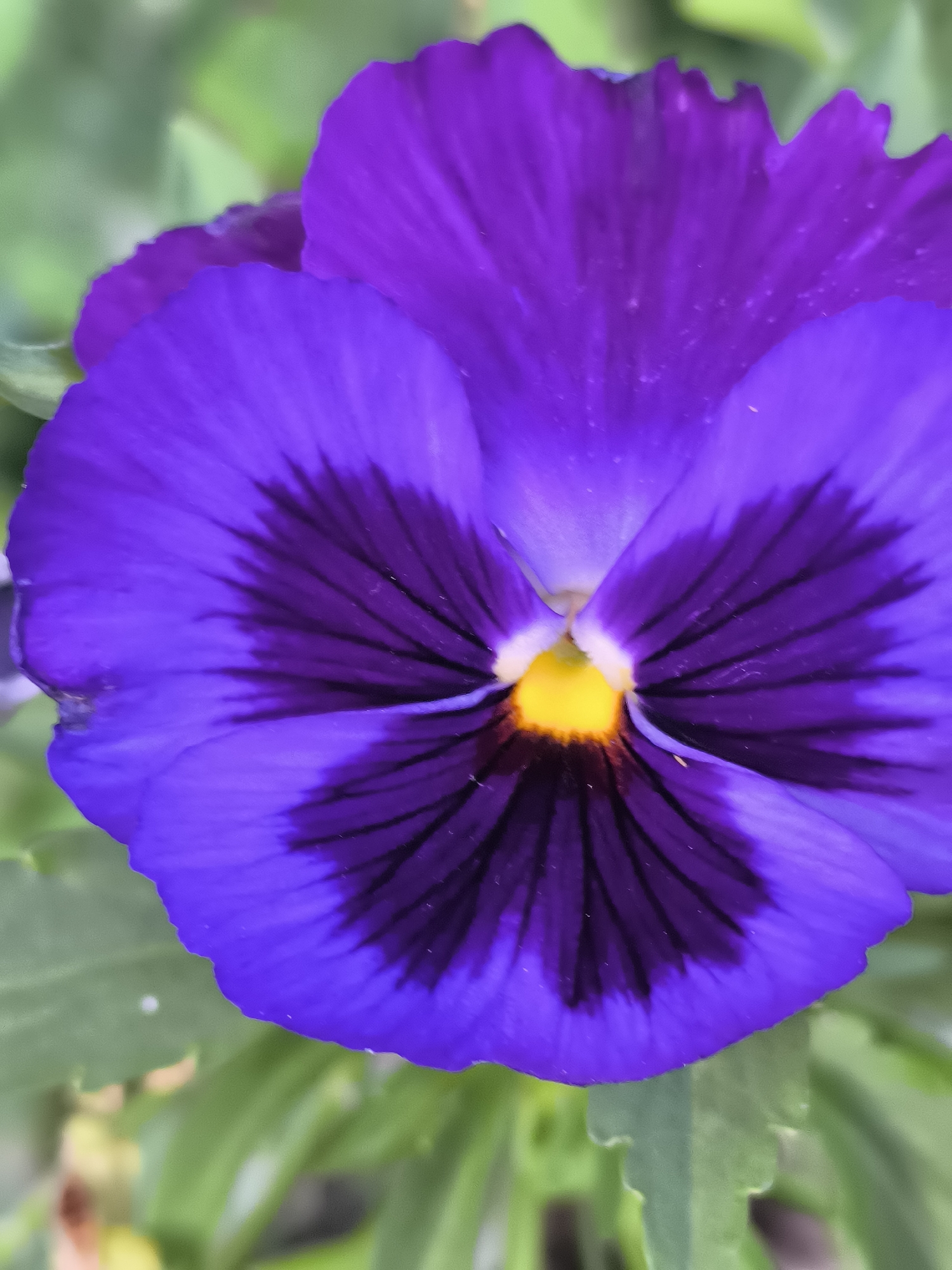 This is a close-up, vertical, eye-level shot of a single purple pansy flower with a yellow center. The petals are a vibrant shade of purple, with darker, almost black, markings radiating from the center. The flower is in focus, while the background consists of blurred green foliage, suggesting an outdoor setting. The image was taken in Dercekliai, Lithuania.