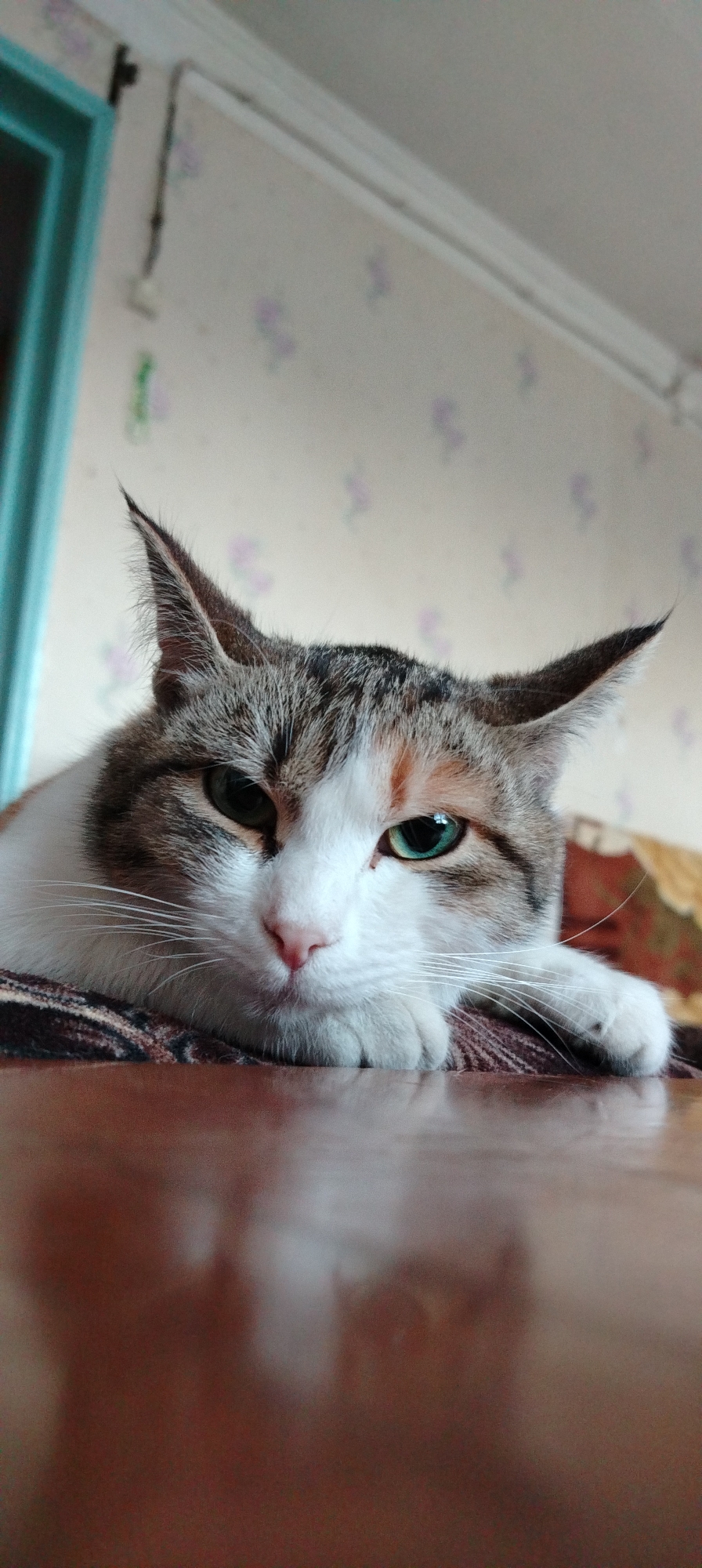 A cat lies prone on a brown, possibly wooden, surface. The cat has white, brown, and grey fur with a pink nose and green eyes. The background includes a light-colored wall with a floral pattern and a turquoise doorframe. A white electrical cord runs along the upper portion of the wall. The location is likely a residence in the city of Зипуново, Russia.