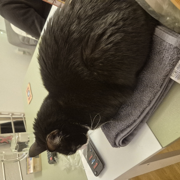 A black cat rests curled on a folded gray towel. The cat's head is turned toward the left side of the frame, its white whiskers are visible. The cat is on a light green surface, possibly a table or countertop. A television remote sits to the left of the cat's head. Various objects are out of focus in the background, including a metal rack and what appears to be a person seated in a chair.