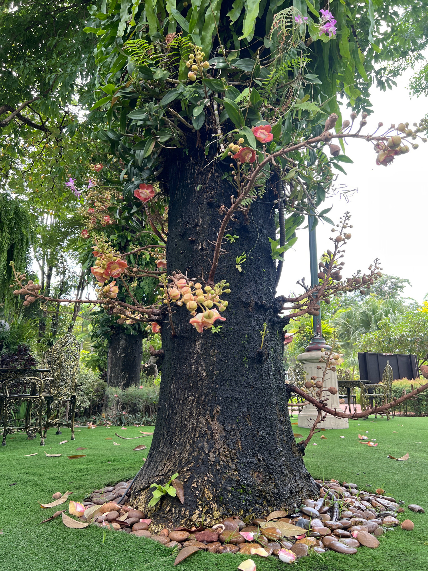 The image depicts a Cannonball tree (Couroupita guianensis) with prominent flowers and buds, growing in a landscaped area. The tree trunk is dark and textured, with several branches extending outwards, laden with pinkish-red flowers and developing seed pods. The ground is covered in artificial green turf, with a scattering of fallen leaves and stones around the base of the tree. In the background, ornate metal chairs and tables are visible, suggesting an outdoor seating area. Further in the background, more trees and foliage create a lush, green environment, with a white, overcast sky. A tall, slender lamppost is also present to the right of the tree. The scene appears to be a tranquil garden or park setting within Samrong Nuea Subdistrict Municipality, Thailand. No people are visible in the image.