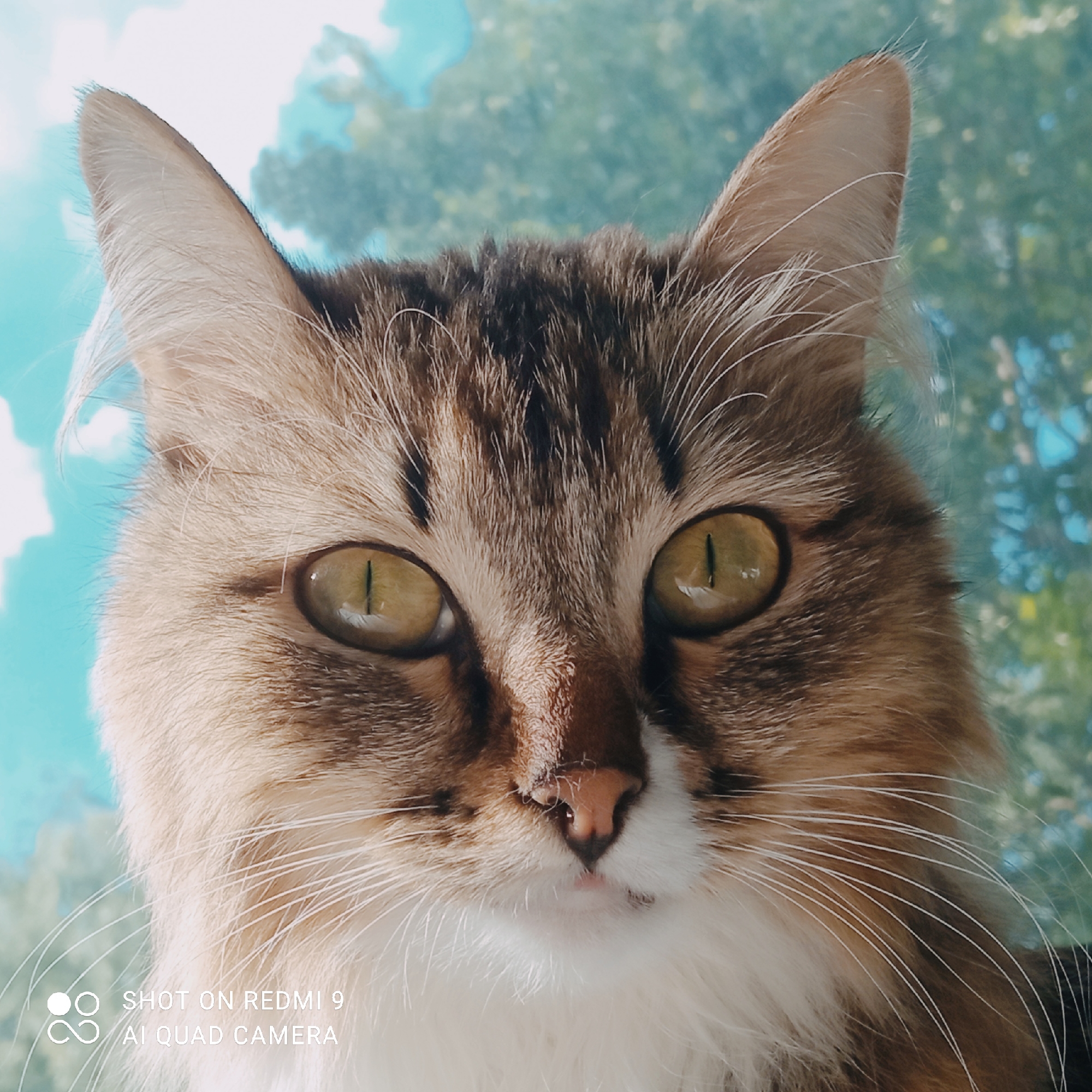 A close-up, head-on portrait of a cat's face against a blurred background of greenery and sky. The cat has tabby markings with brown, black, and white fur. Its large, green eyes are wide open and focused forward. The cat's ears are pointed and alert. White whiskers fan out from its muzzle. The background is out of focus, showing a mixture of bright sky blue and green foliage, suggesting an outdoor setting. The text "SHOT ON REDMI 9 AI QUAD CAMERA" is visible in the lower left corner of the image. There is no discernible location in the city of Chaikovsky, Russia.