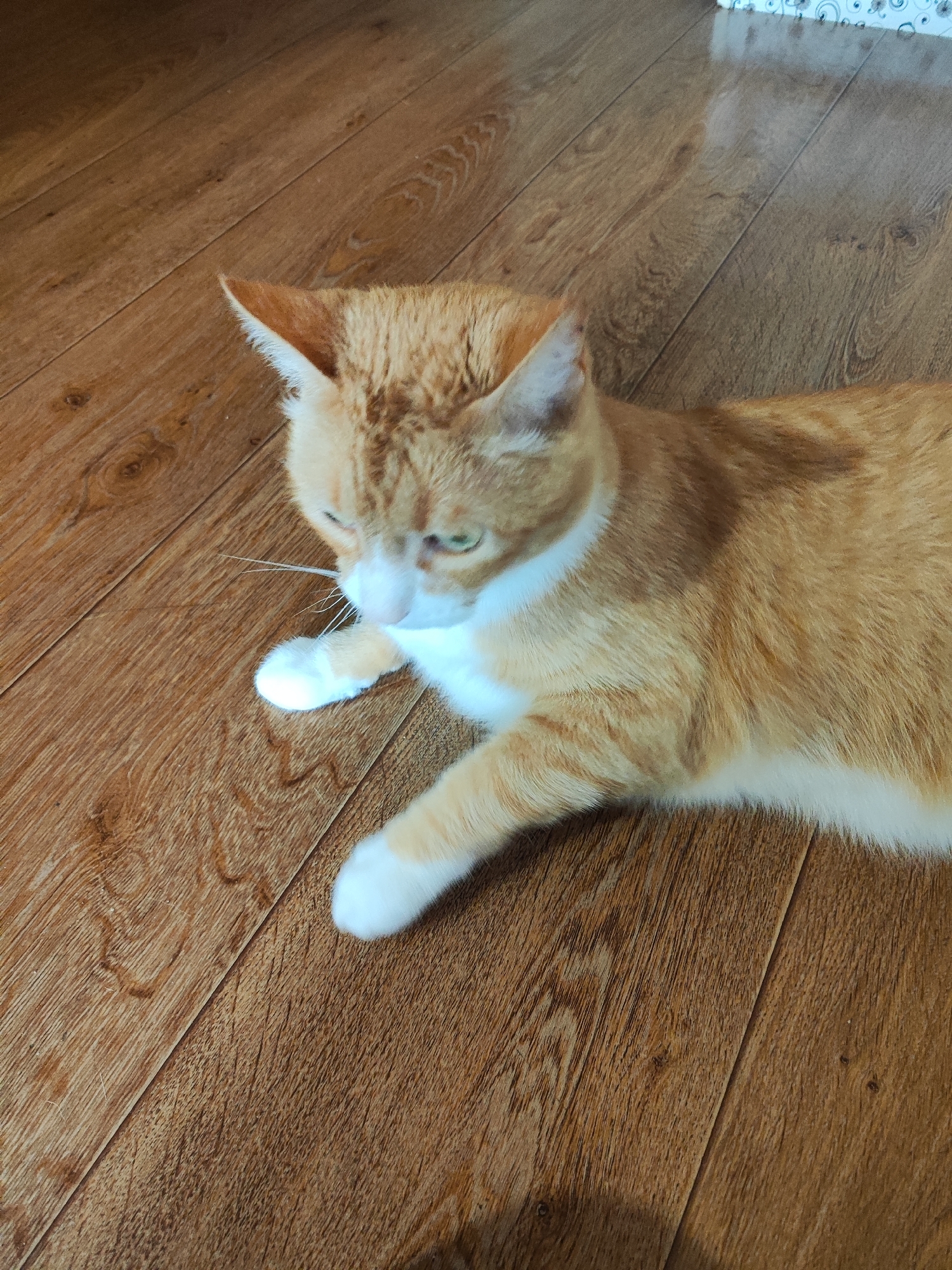 A ginger and white cat is lying on a wooden floor. The cat is facing to the left of the frame, with its head tilted down as if it is looking at something on the floor. Its eyes are partially closed. The cat's fur is short and appears to be soft. The wooden floor has a natural wood grain pattern and appears to be well-worn. The lighting suggests it is daytime. The scene is indoors, likely in a home. There is no visible text in the image.
