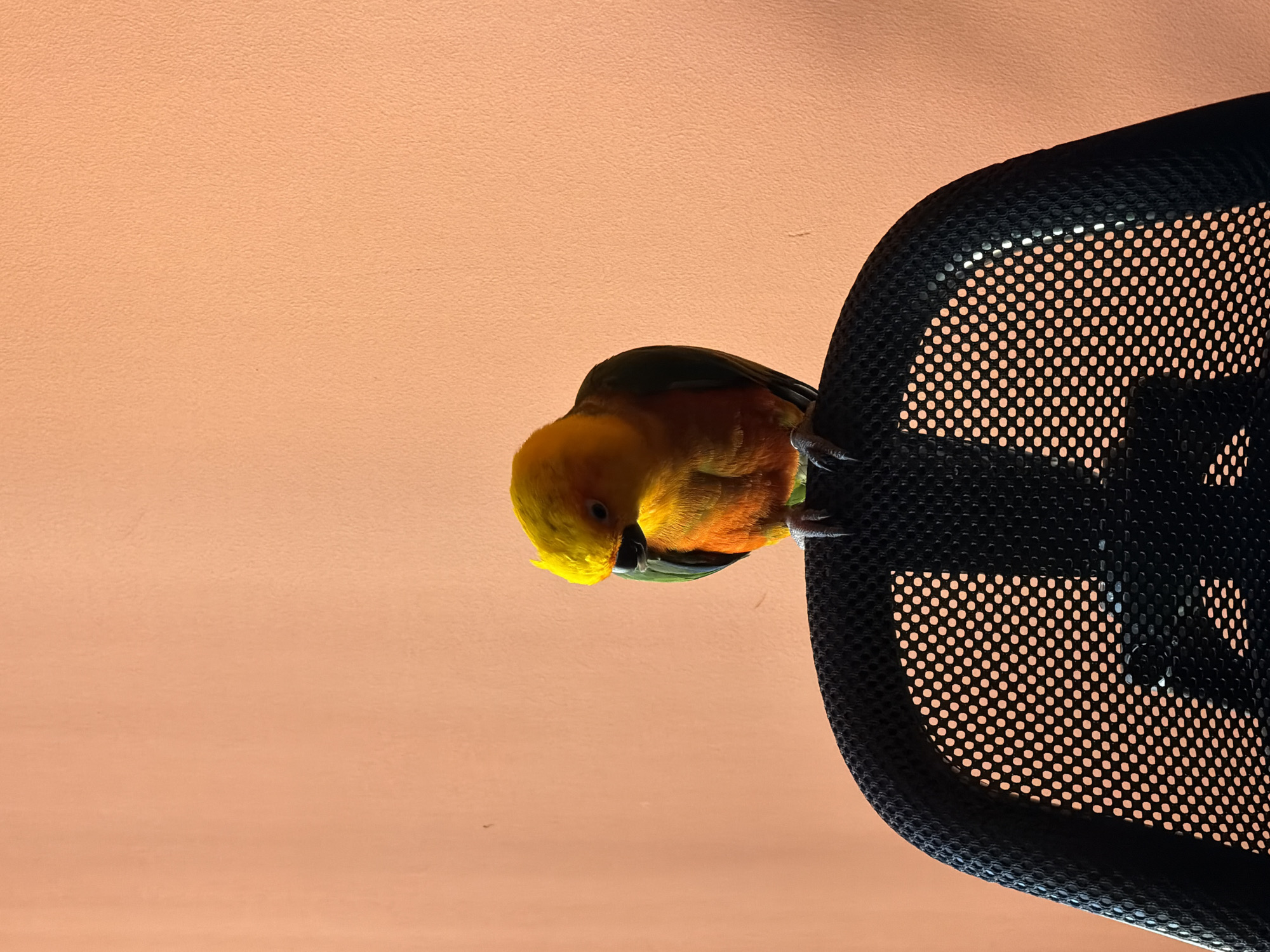 A close-up shot depicts a colorful bird, specifically a Sun Conure, perched on the back of a black office chair. The bird has a yellow head, orange chest, and green wings. The chair back is made of black mesh and is curved. The background is a solid light orange or peach color. The location in the city of Khimki, Russia, cannot be confirmed from the given information.