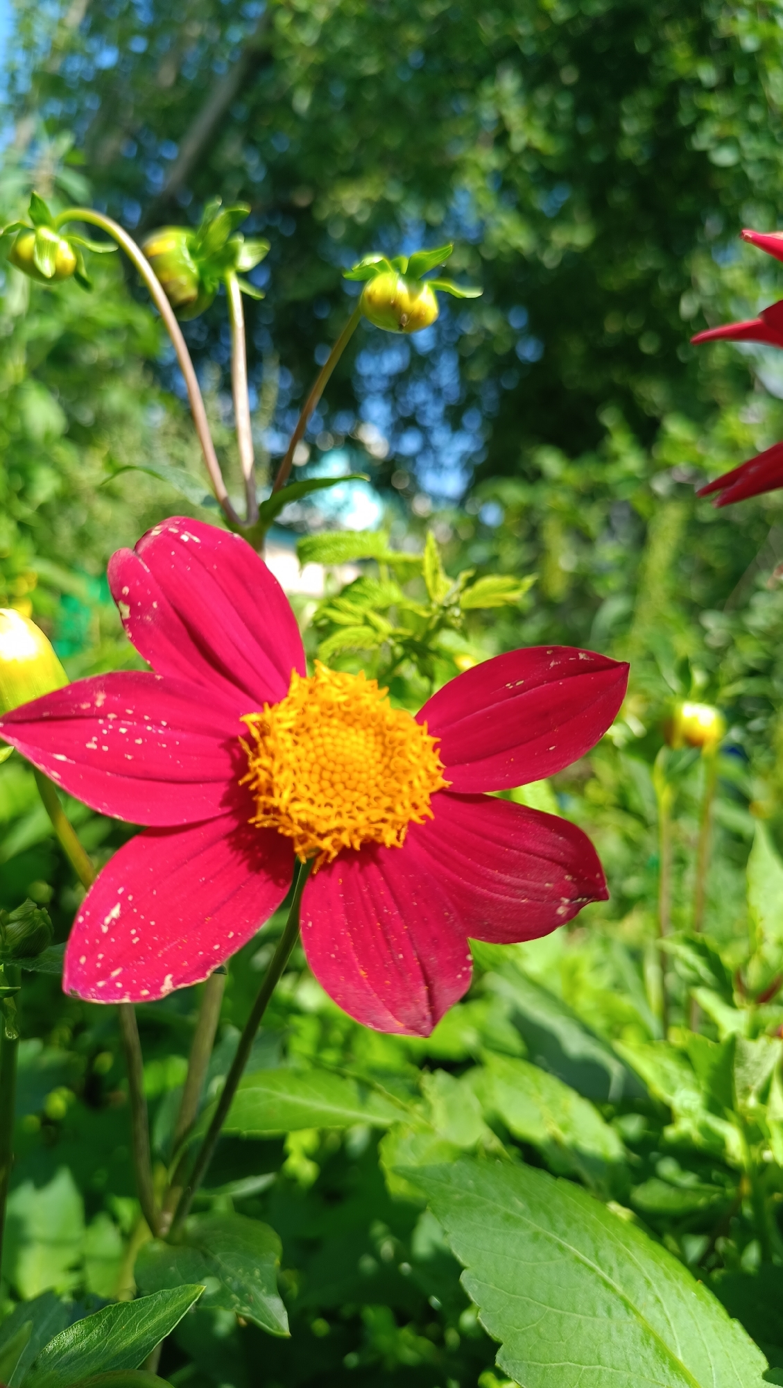 A close-up, vertically oriented, outdoor photograph shows a dark pink dahlia flower in the foreground, its petals speckled with white. The flower's center is a bright yellow and appears textured. Behind the flower, out-of-focus green foliage and tree branches form the background, with patches of blue sky visible through the leaves. Several green dahlia buds are also visible, some with hints of yellow. The lighting suggests a sunny day. There are no people or animals present in the image. The image was taken in the city of Karsha, Russia.