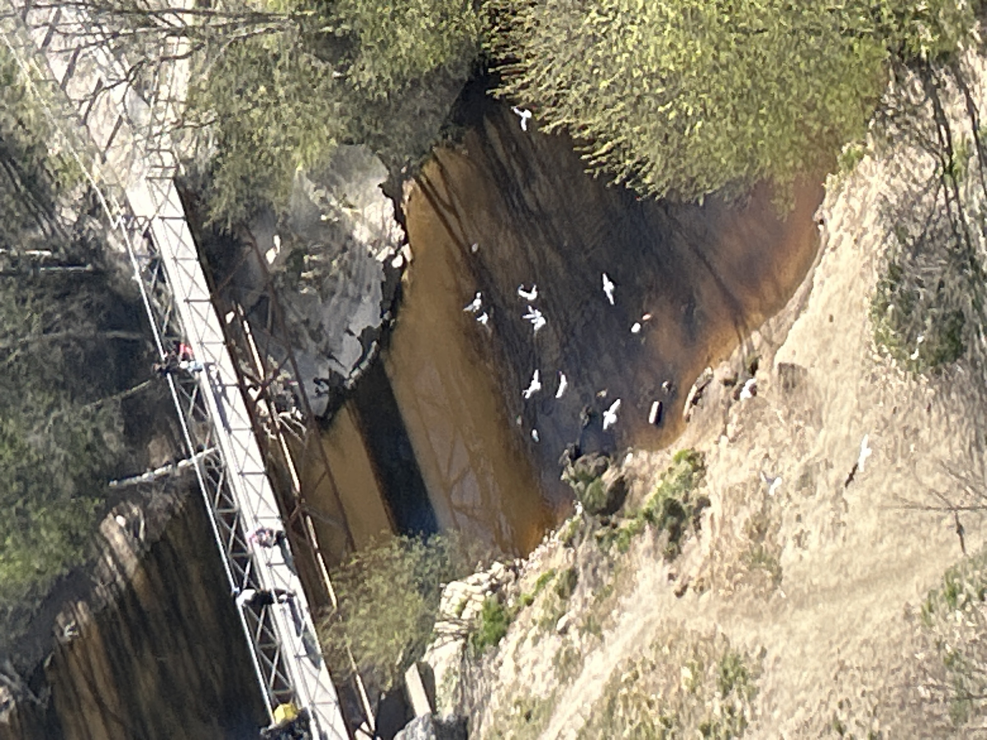 This image captures a high-angle view of a ravine in Novoe Devyatkino, Russia, under clear daylight conditions. A prominent, temporary-looking metal structure, resembling scaffolding or a narrow bridge, spans diagonally across a section of the ravine. Several individuals, appearing small due to the distance, are visible on this structure, suggesting ongoing work or passage. Some seem to be wearing safety equipment or work attire.
At the bottom of the ravine, a body of brownish-tan water, likely a river or stream, flows. The ravine walls are steep and composed of earthy and rocky terrain, with patches of green foliage and trees along the upper edges and slopes.
A flock of white birds, possibly pigeons or gulls, are active near the water's edge at the base of the ravine. Some are captured mid-flight, while others appear to be on the ground. The scene suggests a natural environment where a man-made structure has been erected, possibly for construction, access, or maintenance purposes. The weather is clear and sunny, indicated by the bright lighting and shadows. There is no visible text in the image.