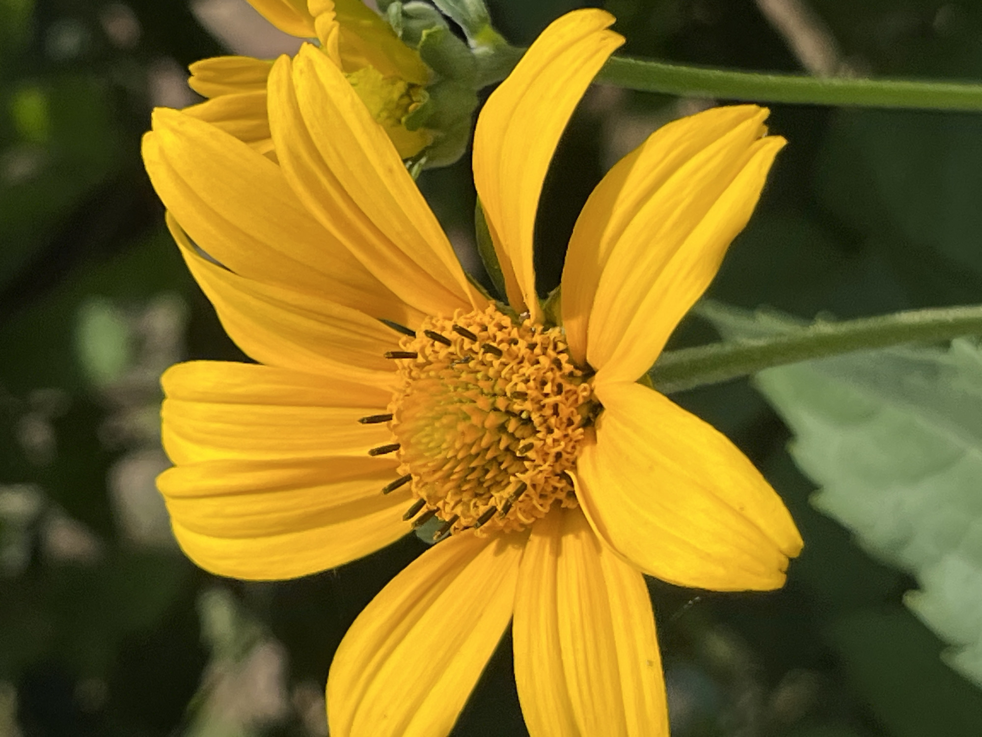 A close-up, eye-level shot captures a vibrant yellow flower with multiple petals and a central disc composed of smaller florets. The flower is in focus, with its petals gracefully unfurling outwards. The central disc is a mix of yellow and brown hues, featuring dark, thin stamens protruding from the textured surface. The background is softly blurred, revealing dark green foliage and hints of lighter green leaves, suggesting an outdoor, natural setting. The lighting appears to be natural daylight, casting gentle shadows and highlighting the textures of the petals. The overall impression is one of natural beauty and a close observation of floral detail. There is no visible text in the image. The location context of Dnipro, Ukraine, implies a possible regional flora.