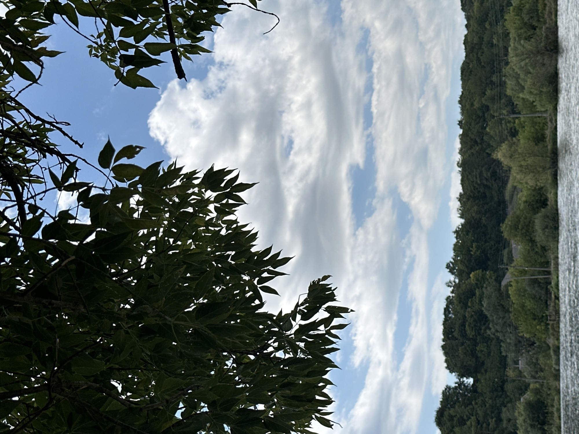 The image captures a natural landscape with a body of water in the foreground. Overlooking the water is a dense line of trees and vegetation forming a distant treeline, behind which glimpses of buildings can be seen. The sky above is a blend of blue and white clouds, with the branches and leaves of trees framing the upper portion of the scene. This appears to be a view of the river Dnipro in the vicinity of Makiv, Ukraine, a village known for its proximity to the river and surrounding forests.
