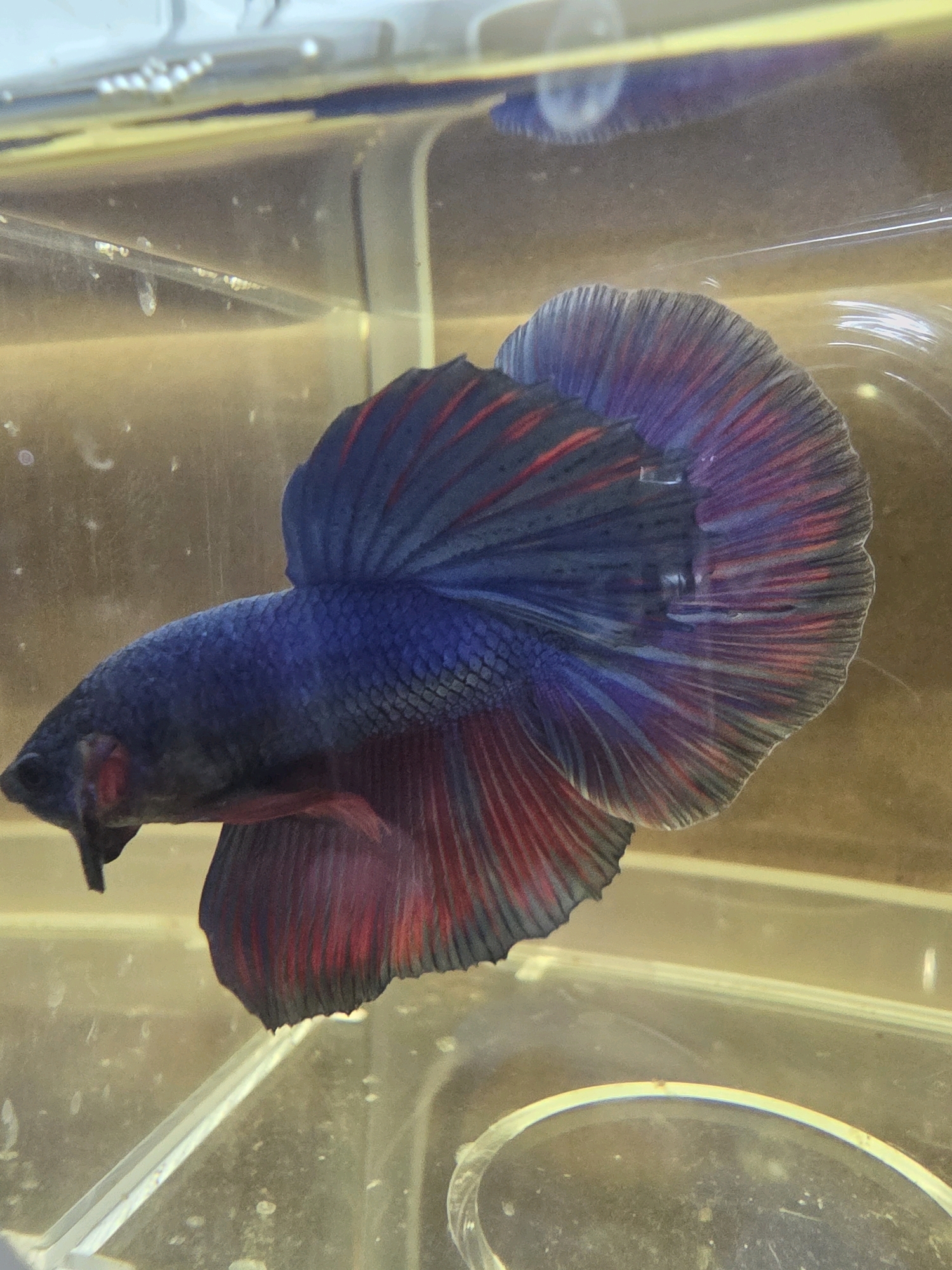 A close-up, eye-level shot shows a Betta fish swimming in a clear tank. The fish, which is predominantly dark blue with red and purple accents on its fins, is positioned horizontally in the frame, facing left. The tank appears to be made of plastic and has some debris and water bubbles visible on its interior surfaces. The background is out of focus, with a yellowish hue suggesting indoor lighting. The image does not contain information that would allow for a specific location within Tanjung Pinang, Indonesia.