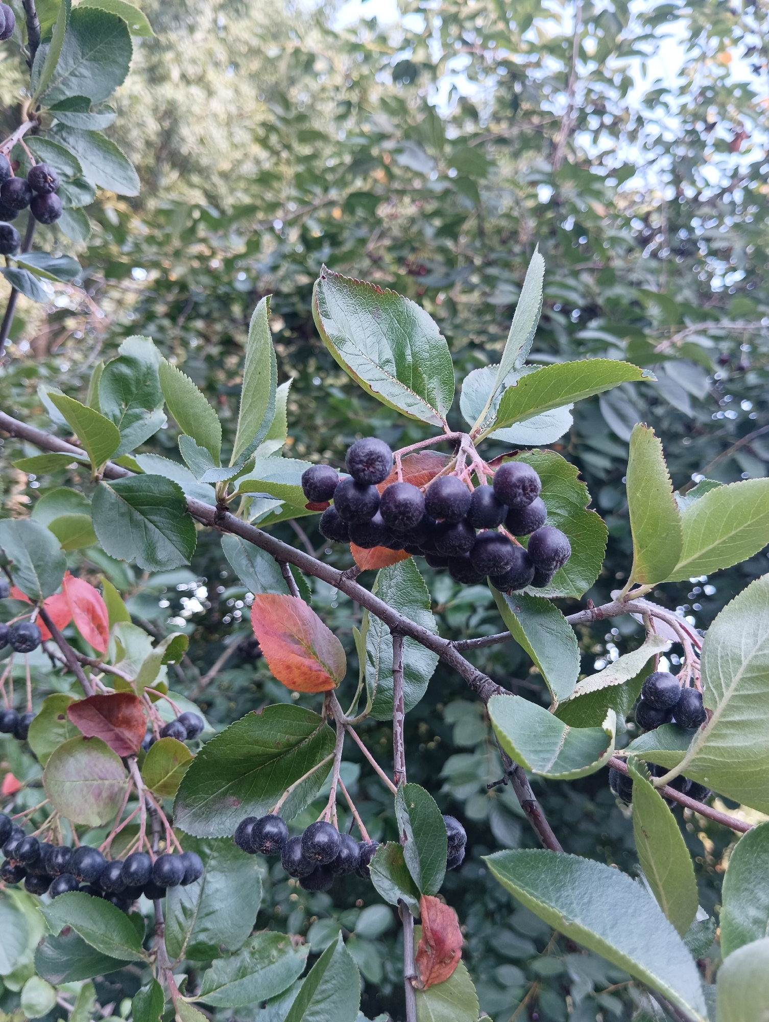 A close-up shot captures a branch of a chokeberry tree laden with dark berries and green leaves. Some leaves show hints of autumnal color, transitioning to red and orange. The berries are clustered together, appearing ripe and ready for harvest. The background is softly blurred, revealing more of the tree's foliage and suggesting an outdoor setting. The scene is consistent with the agricultural environment of Sahaidachne, Ukraine. There are no people or animals visible in the image, and no discernible actions are taking place.