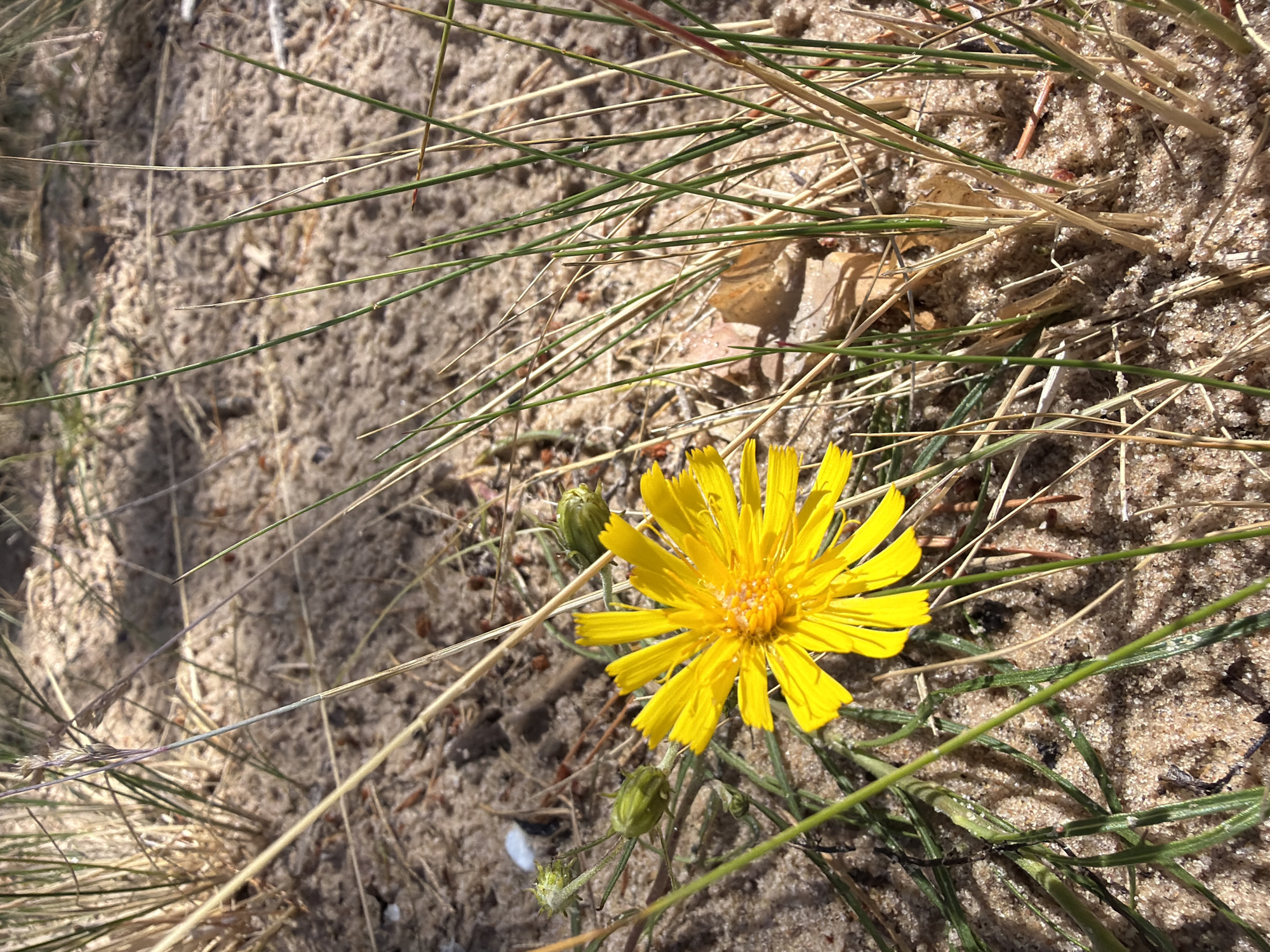 A close-up, high-angle shot captures a solitary yellow flower blooming in sandy terrain. The flower, with its delicate, pointed petals and a bright yellow center, is surrounded by dry, thin blades of grass and other vegetation. The sandy ground is speckled with small dark debris, possibly pine needles or twigs, and a few small, light-colored pebbles. The background is blurred, hinting at more of the sandy and grassy environment. Two unopened flower buds, green and plump, are visible to the left of the main flower. The lighting suggests a sunny day, casting subtle shadows on the sand. This scene appears to be a natural landscape, possibly a dune area, characteristic of the coastal regions of Saulkrasti, Latvia. No people or animals are present in the image.